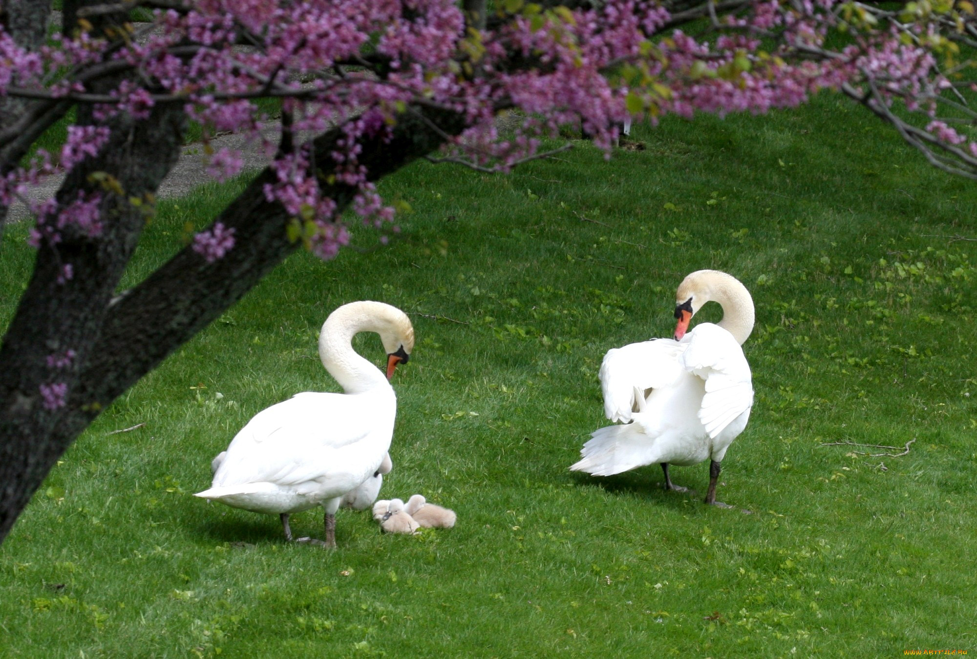 General 2000x1349 baby animals couple birds swans animals