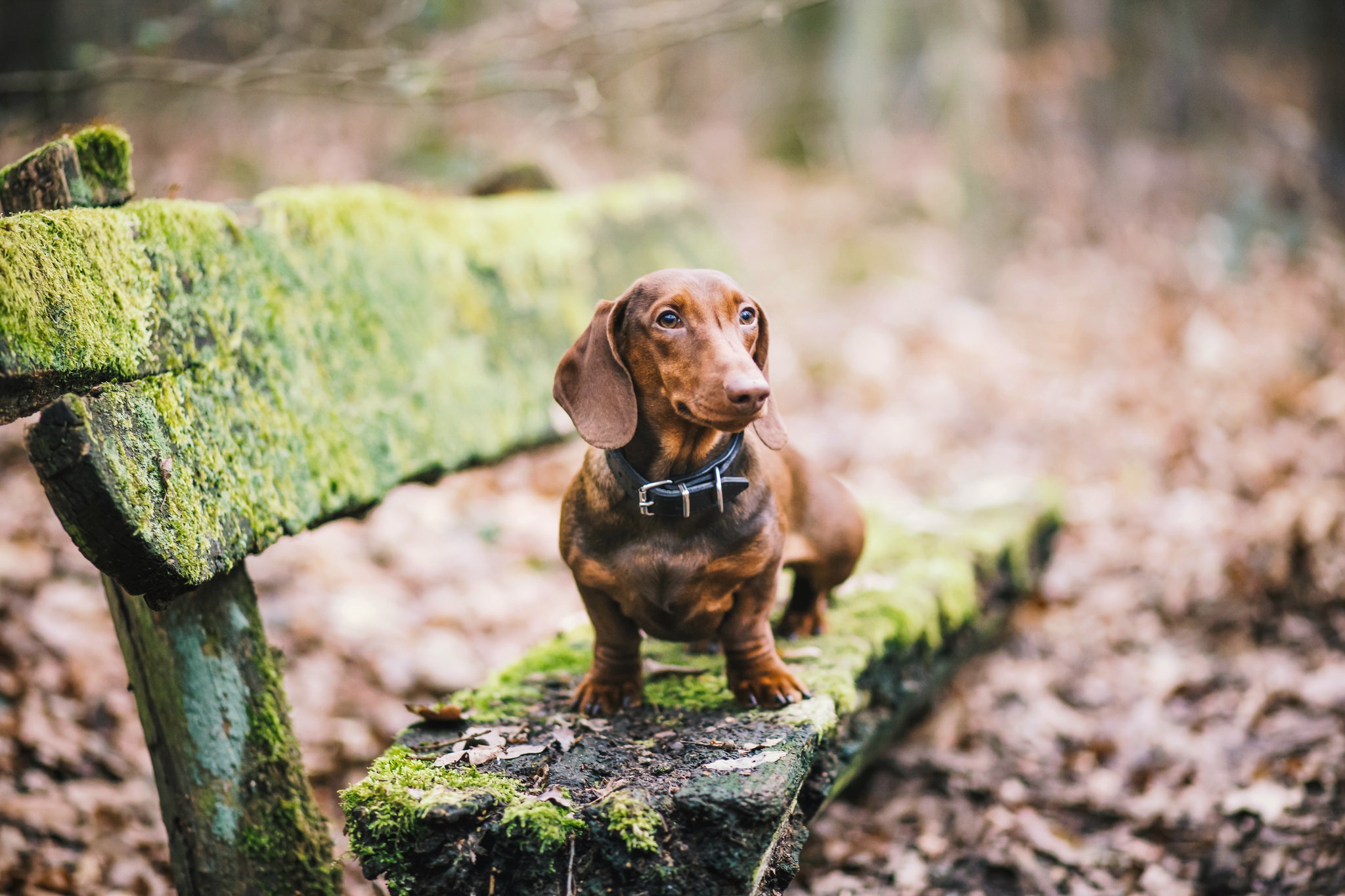 General 2048x1365 dog old animals moss leaves bench dachshund