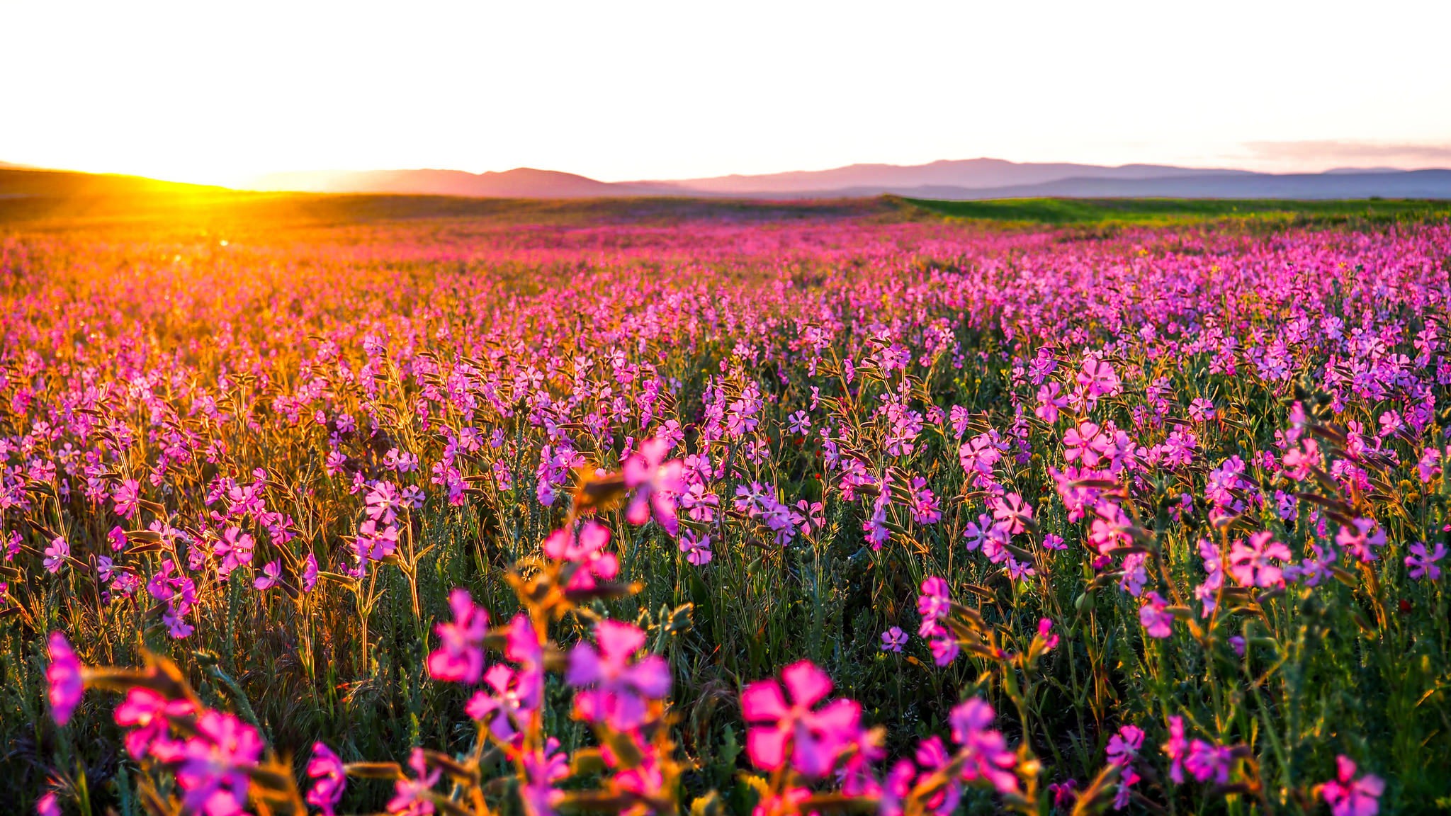 General 2048x1152 plants landscape flowers field sunlight pink flowers