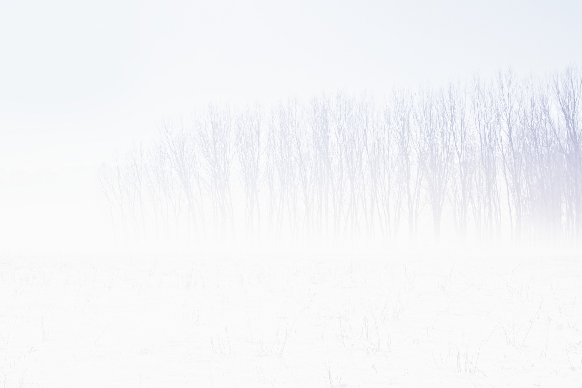 General 1920x1280 snow winter trees white white background simple background overexposed