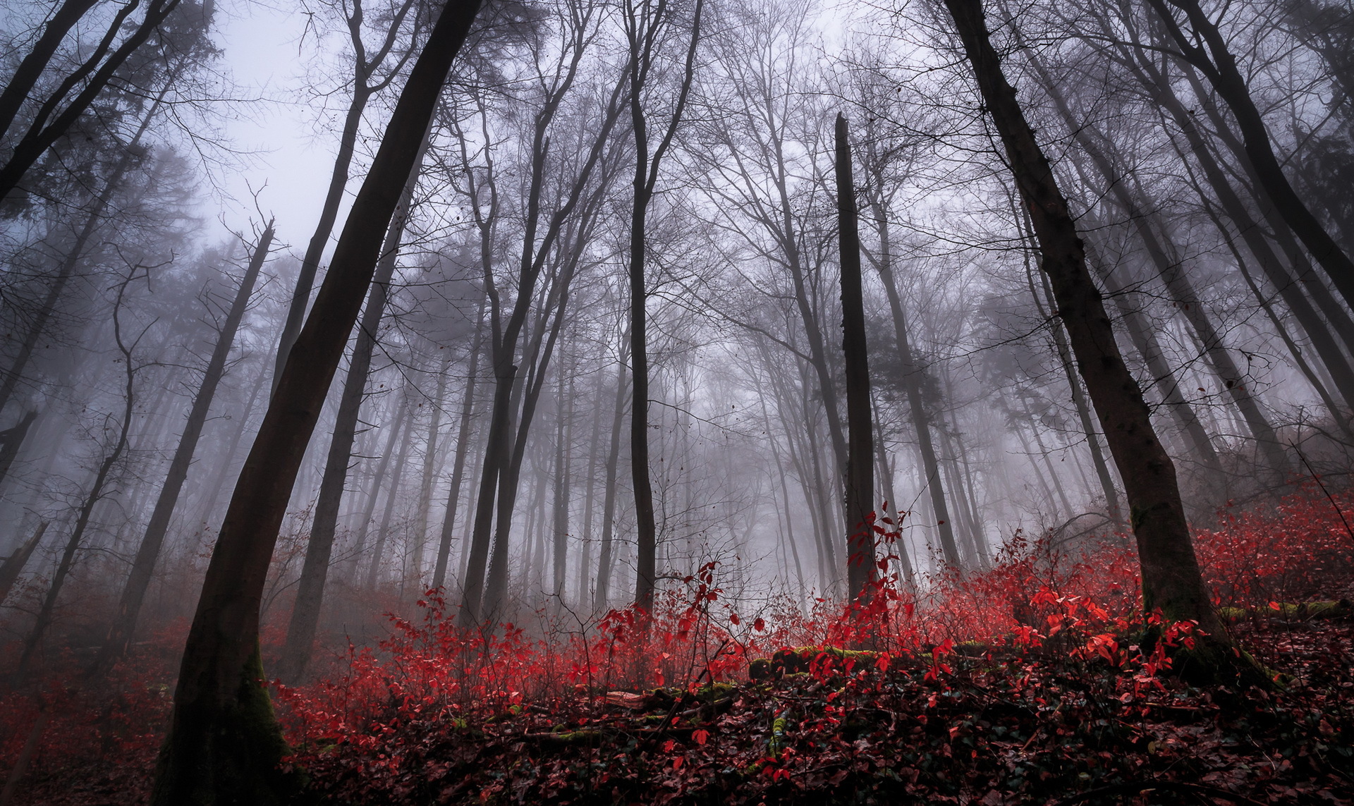 General 1920x1143 forest trees red leaves gloomy fall