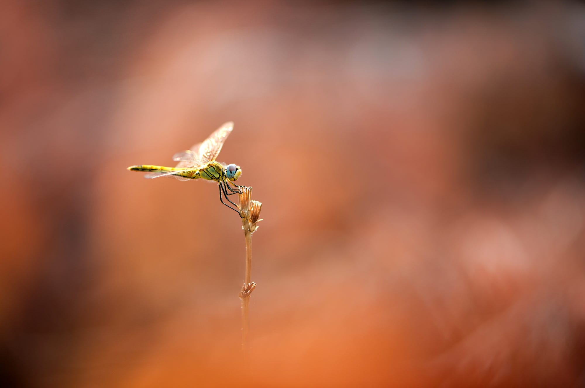 General 2000x1329 dragonflies depth of field macro