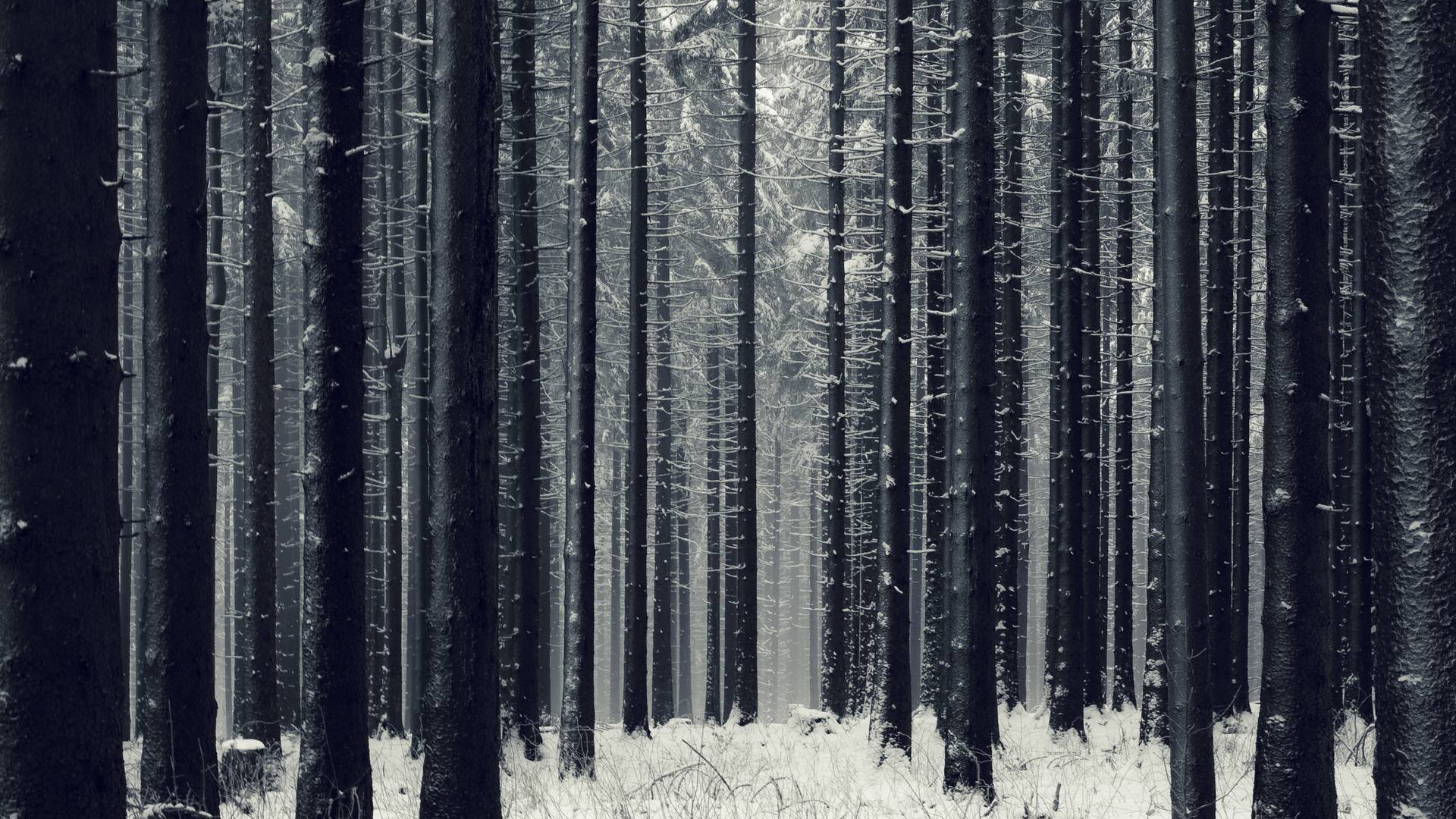 General 1920x1080 trees snow winter forest