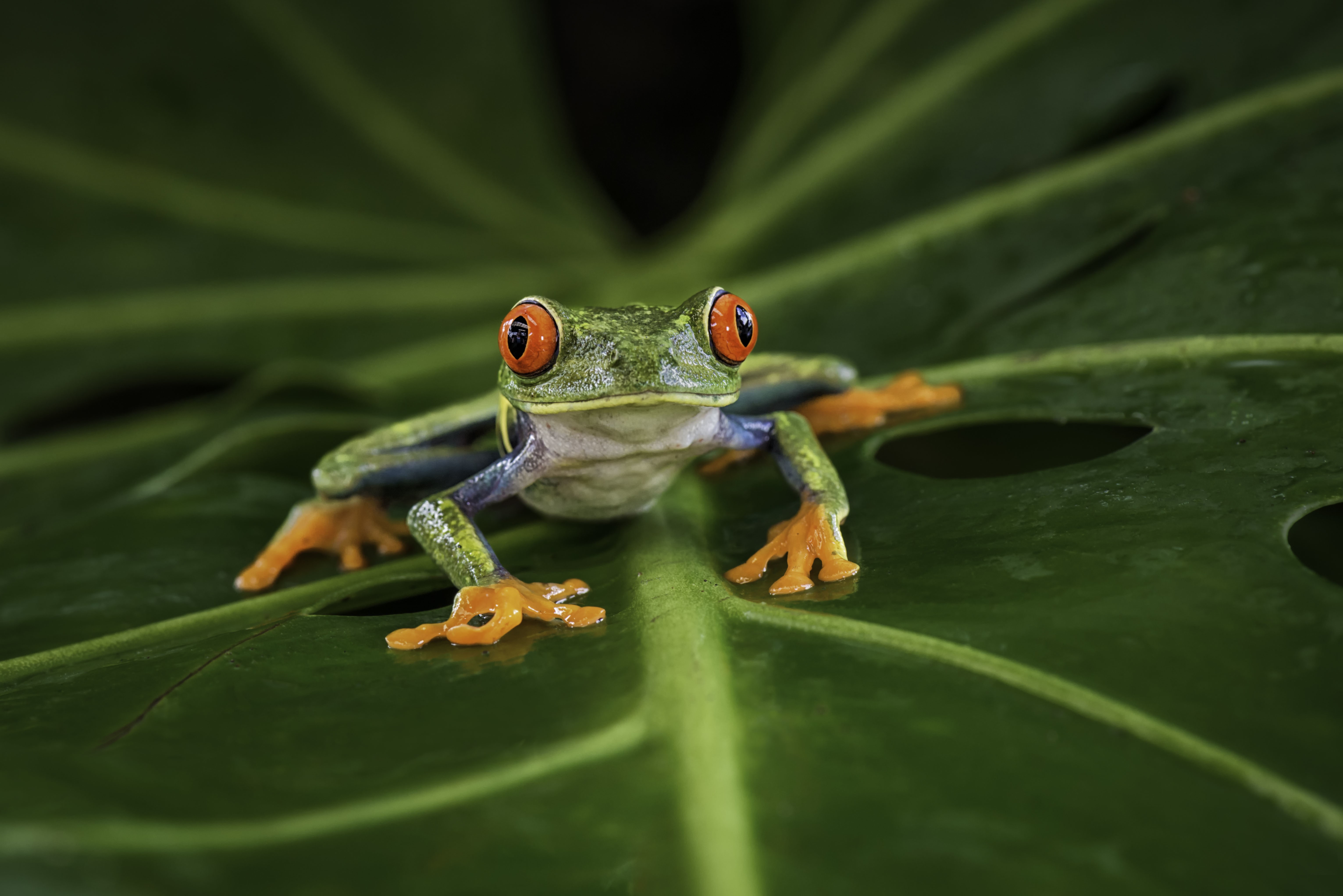 General 6126x4088 animals frog amphibian macro