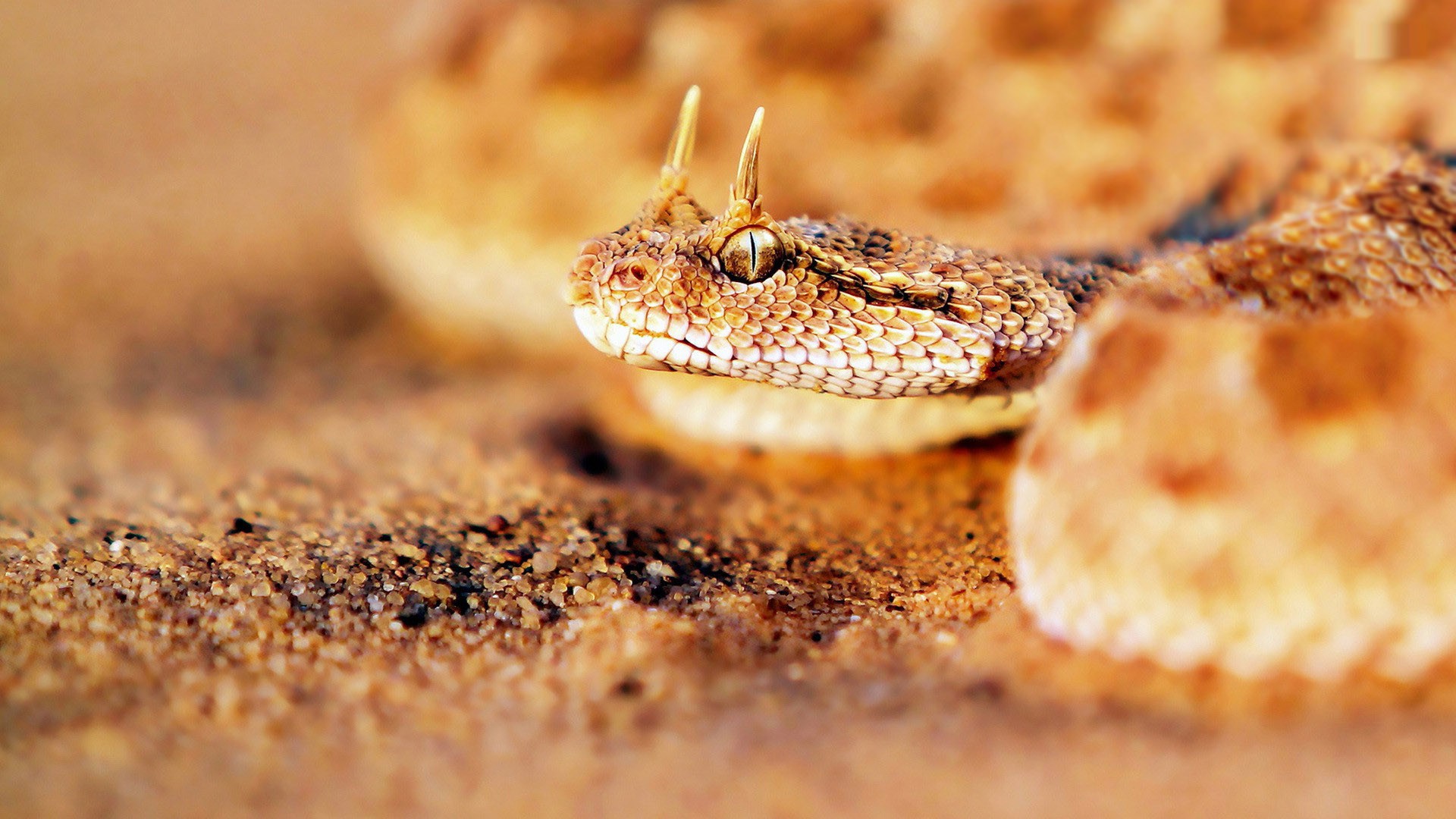 General 1920x1080 animals snake reptiles sand