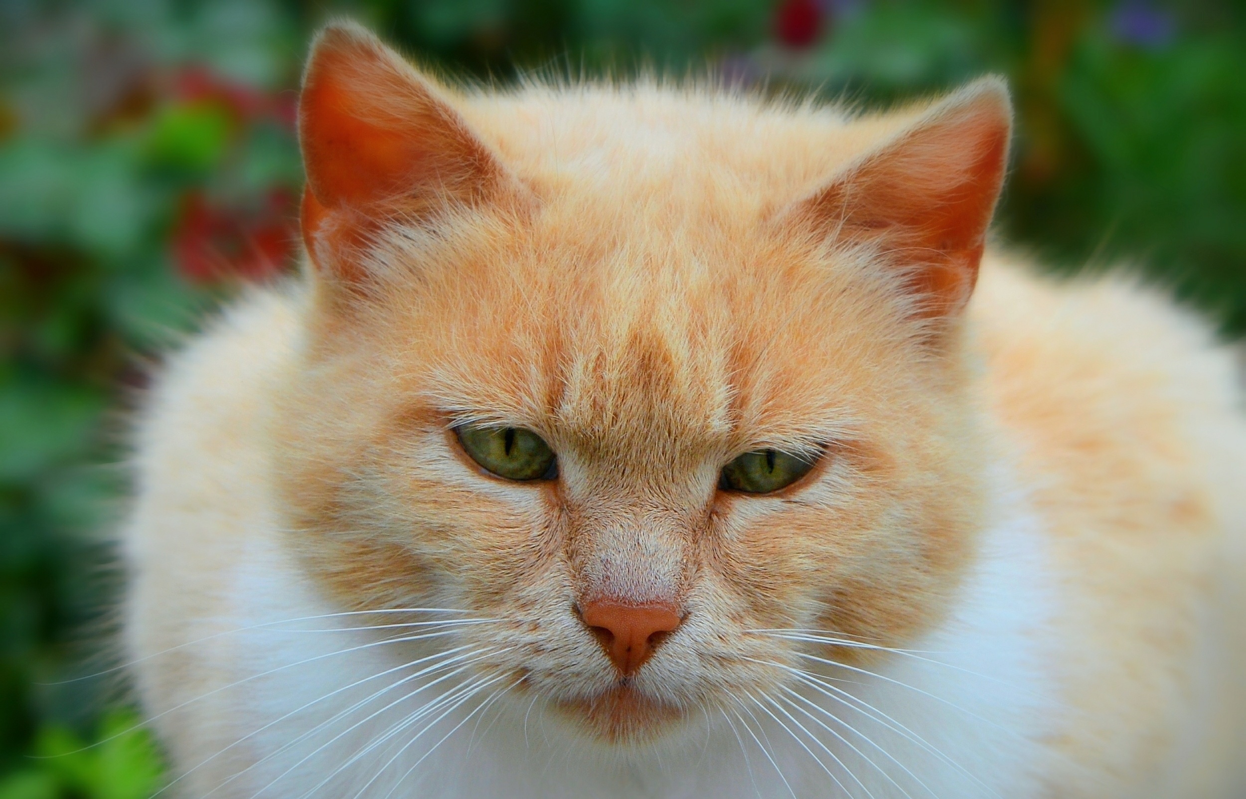 General 2500x1603 cats outdoors animals nature ginger (color) feline closeup