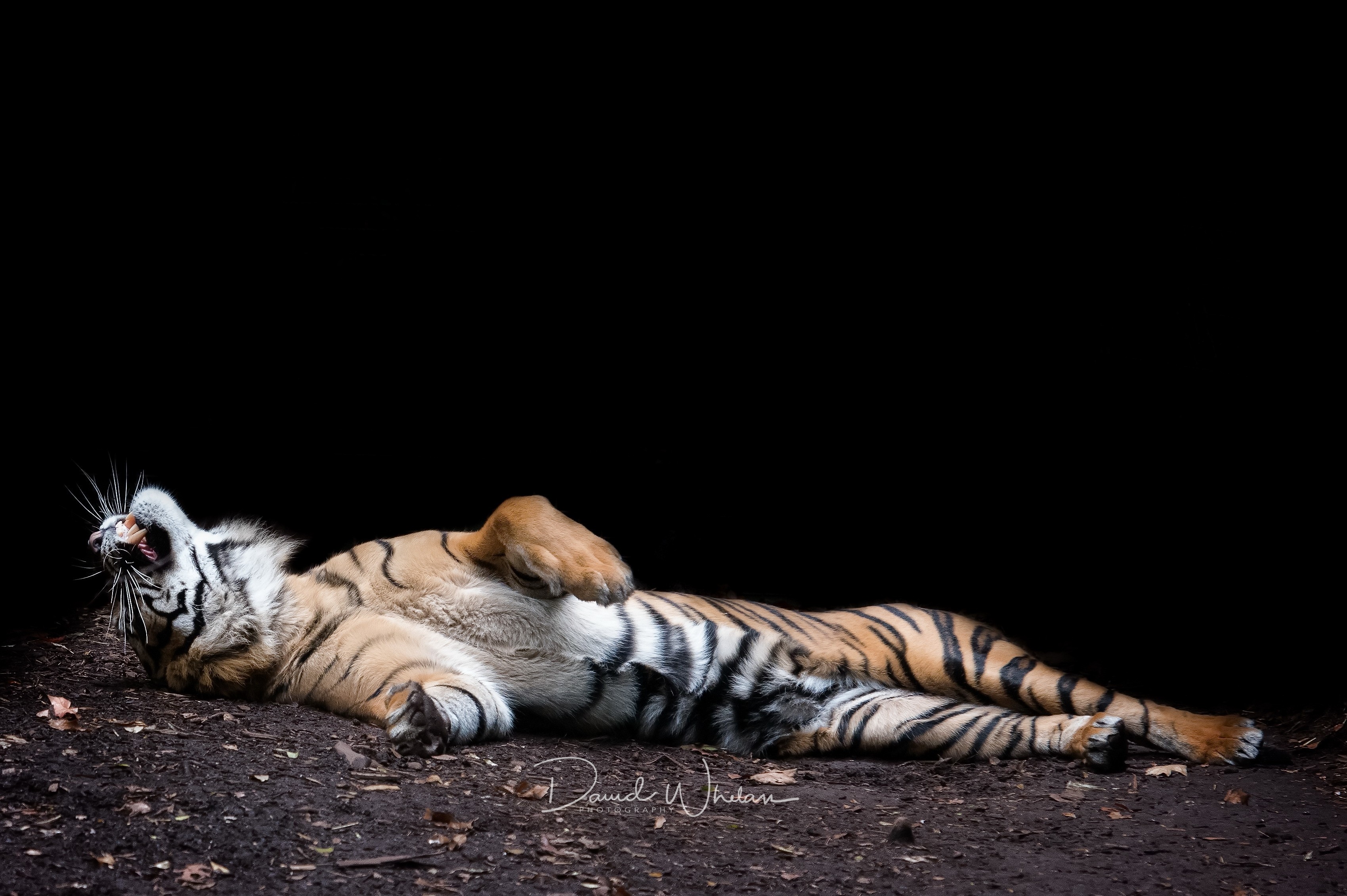 General 3399x2262 animals tiger big cats sleeping mammals black background relaxing simple background