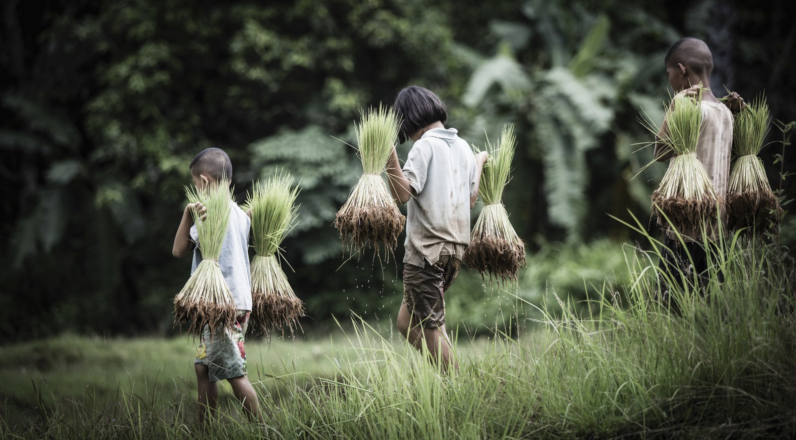 People 1600x884 Asia plants children outdoors farmers