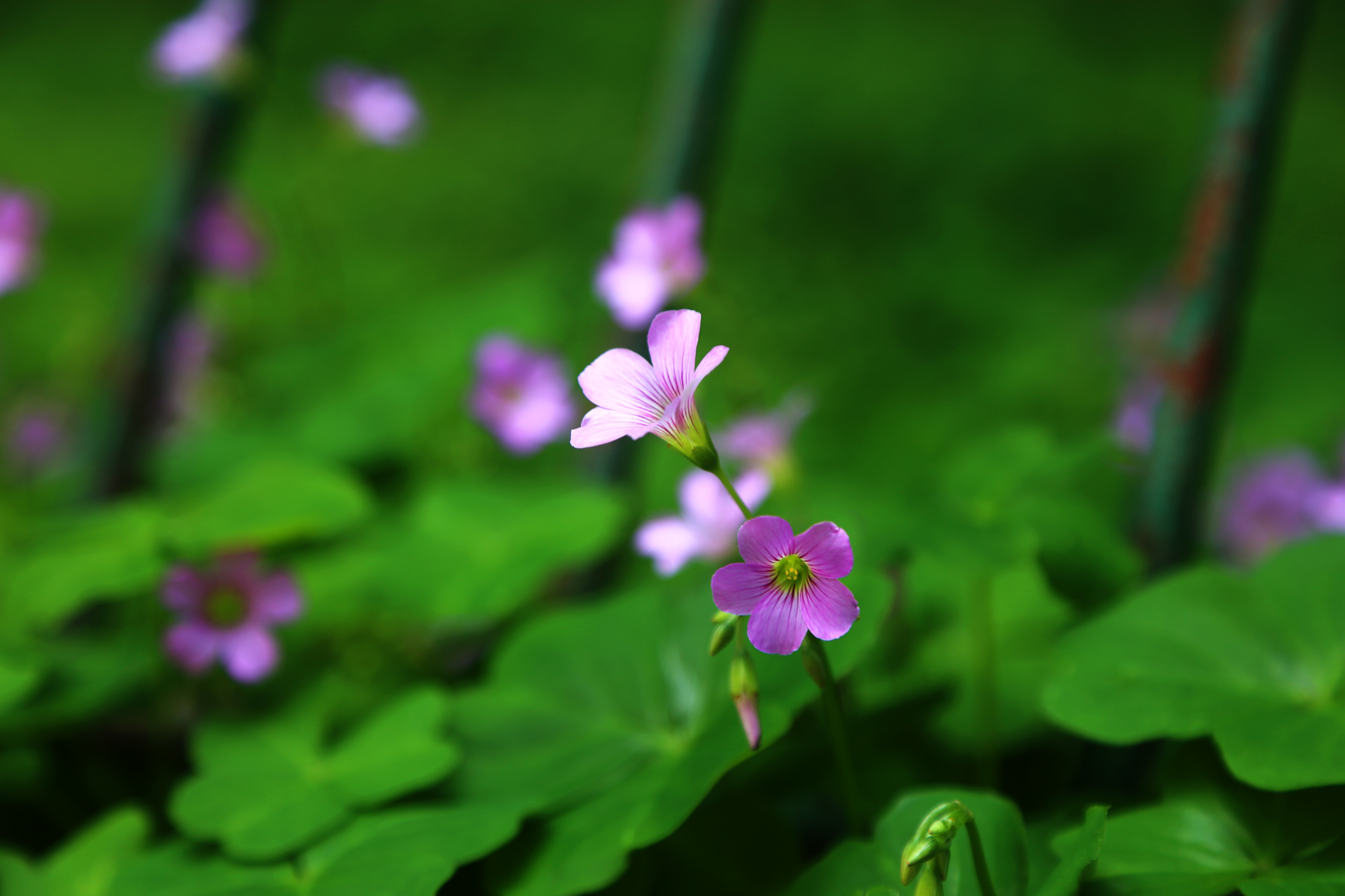 General 5472x3648 green plants spring leaves nature flowers closeup blurred blurry background