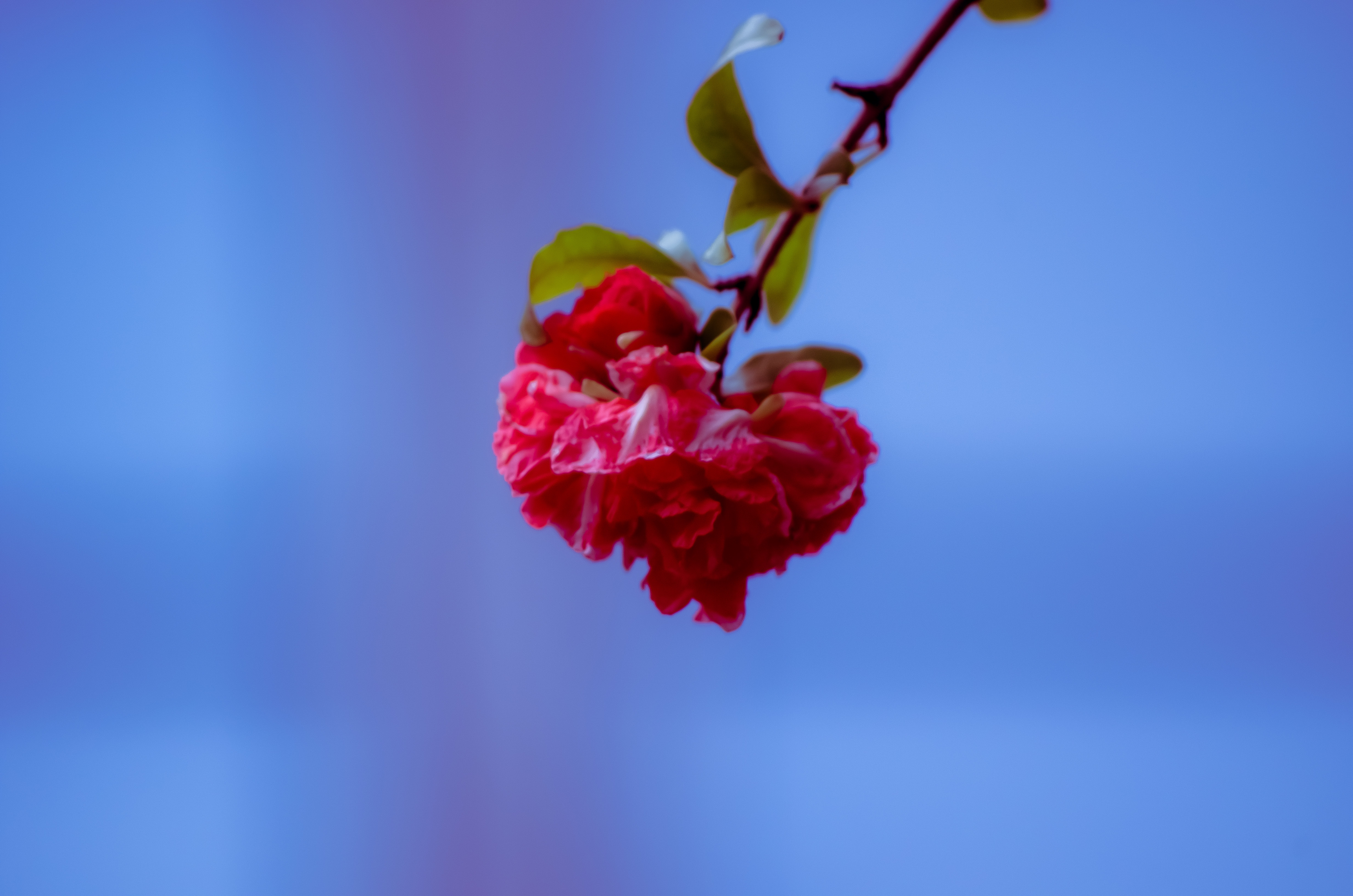 General 4928x3264 rose pink flowers romantic soft colors wedding decor love closeup blurry background simple background leaves