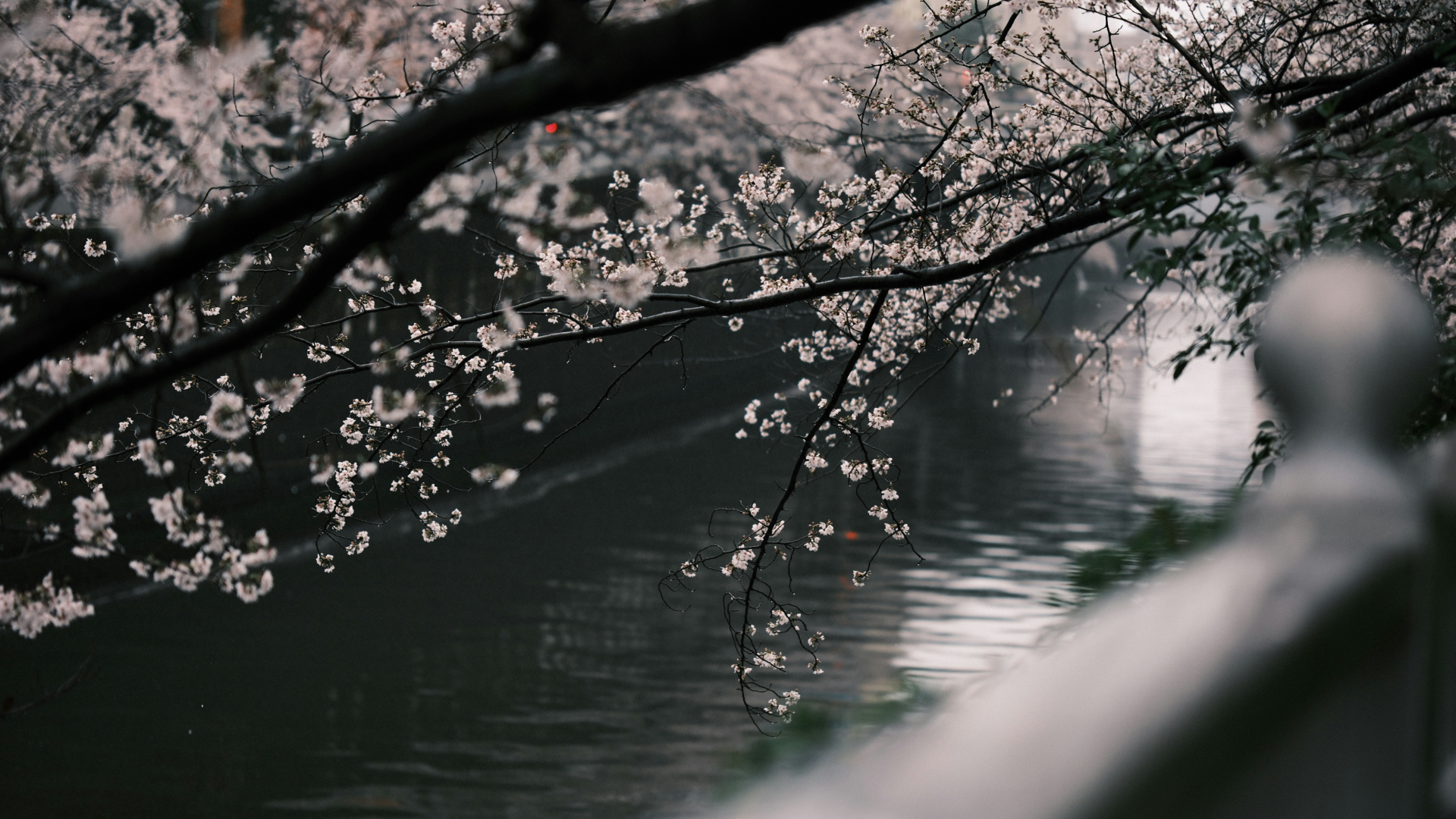 General 1920x1080 cherry blossom nature flowers branch trees water railing Tokyo Japan vibes reflection depth of field