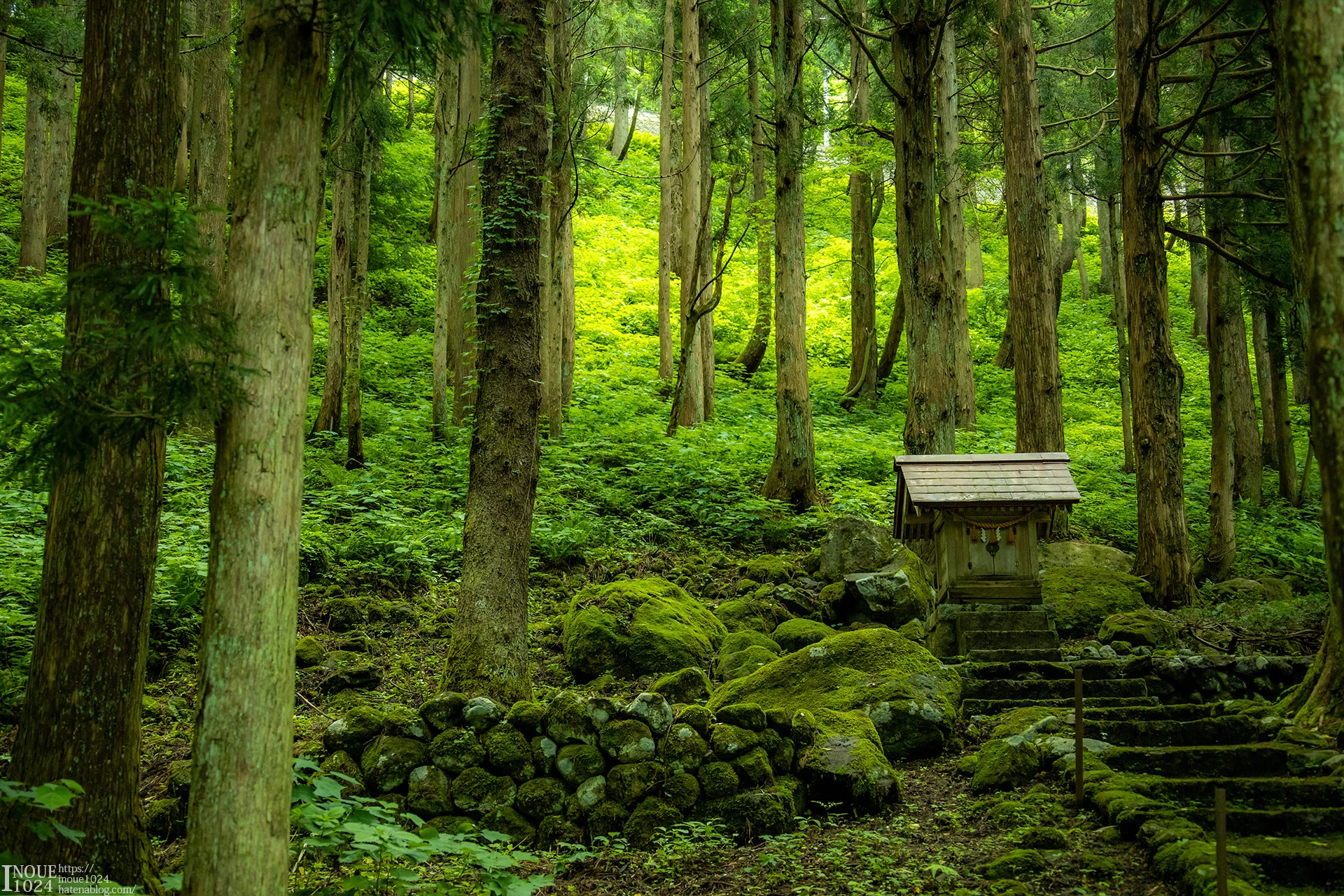 General 1920x1280 Japan forest green nature trees moss
