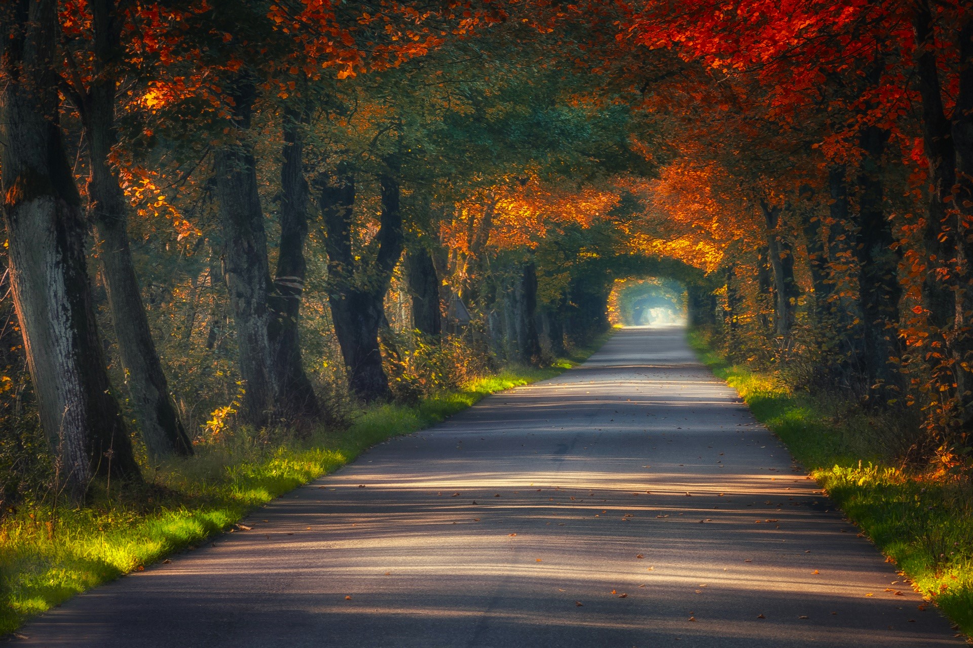 General 1920x1280 nature trees grass plants leaves fall road asphalt tunnel of trees foliage