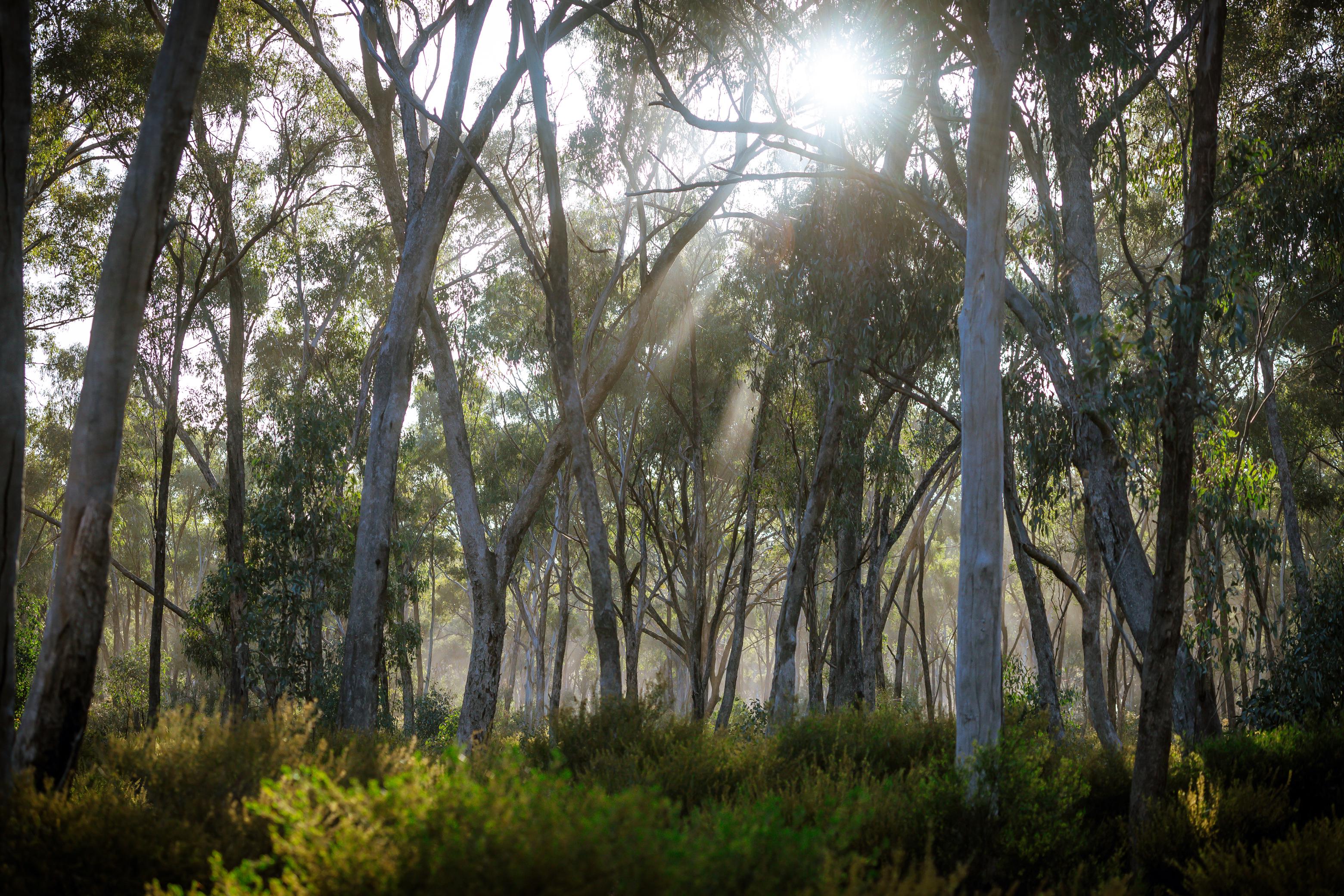 General 3120x2080 Australia nature trees forest shrubs sunlight jungle glare natural light