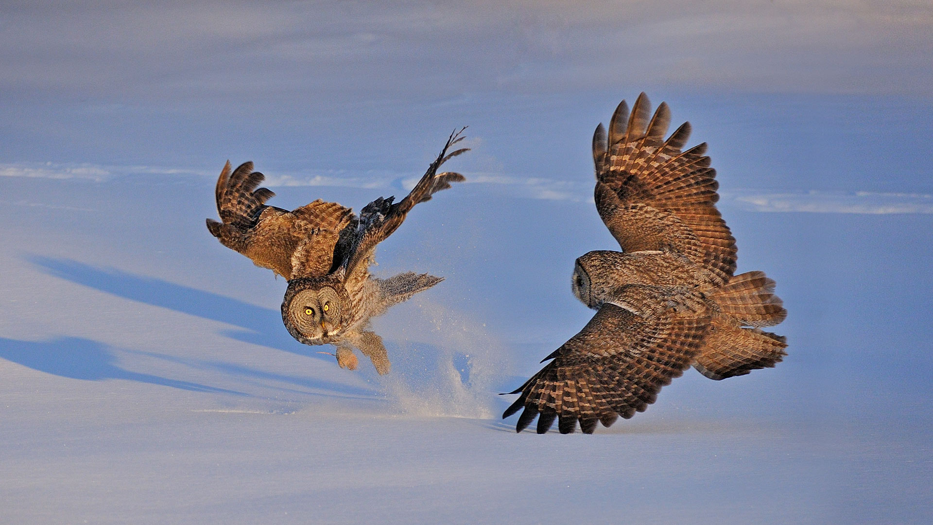 General 1920x1080 nature animals owl fighting snow jumping birds winter