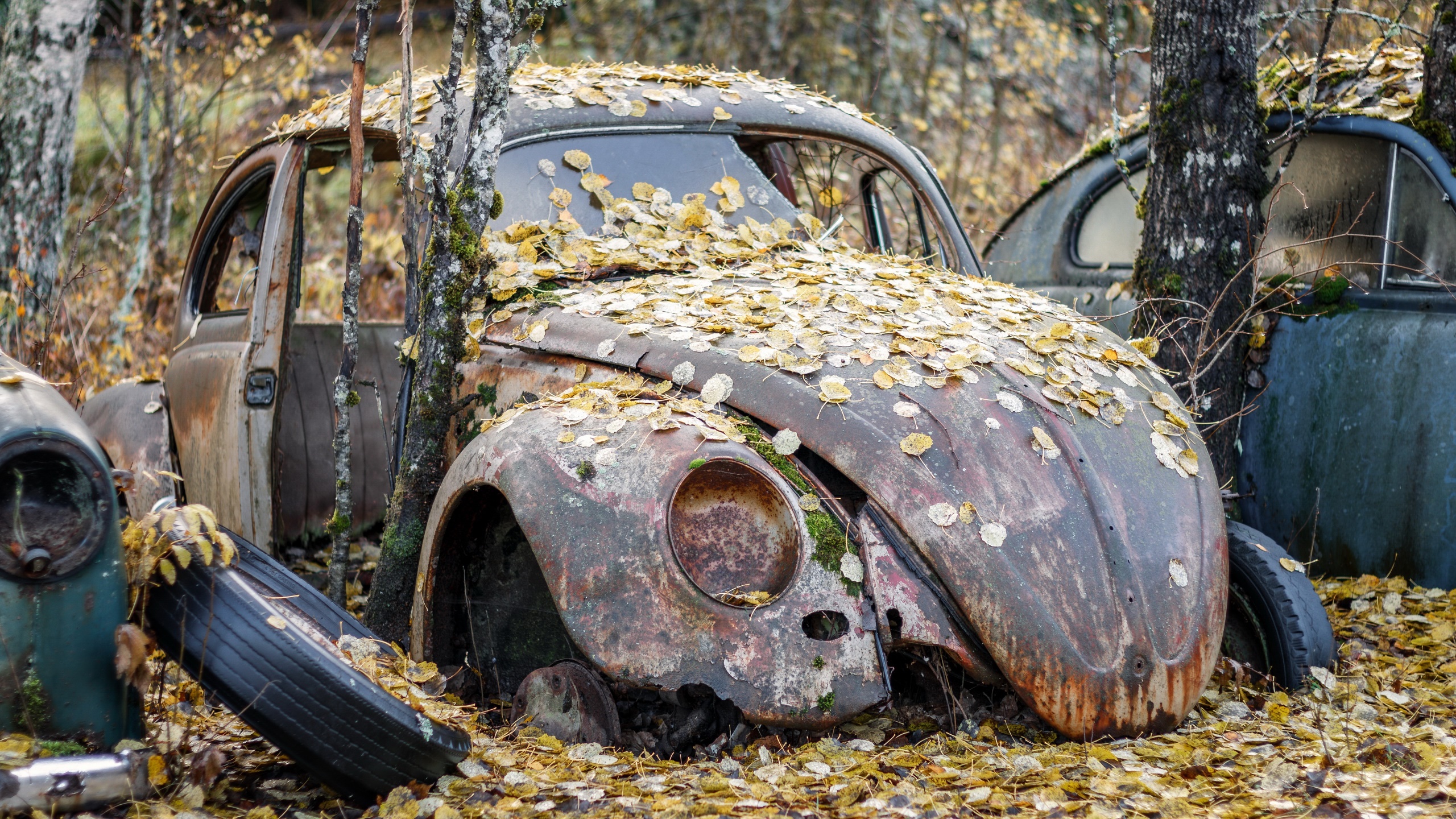General 2560x1440 car Volkswagen rust old leaves outdoors wreck vehicle