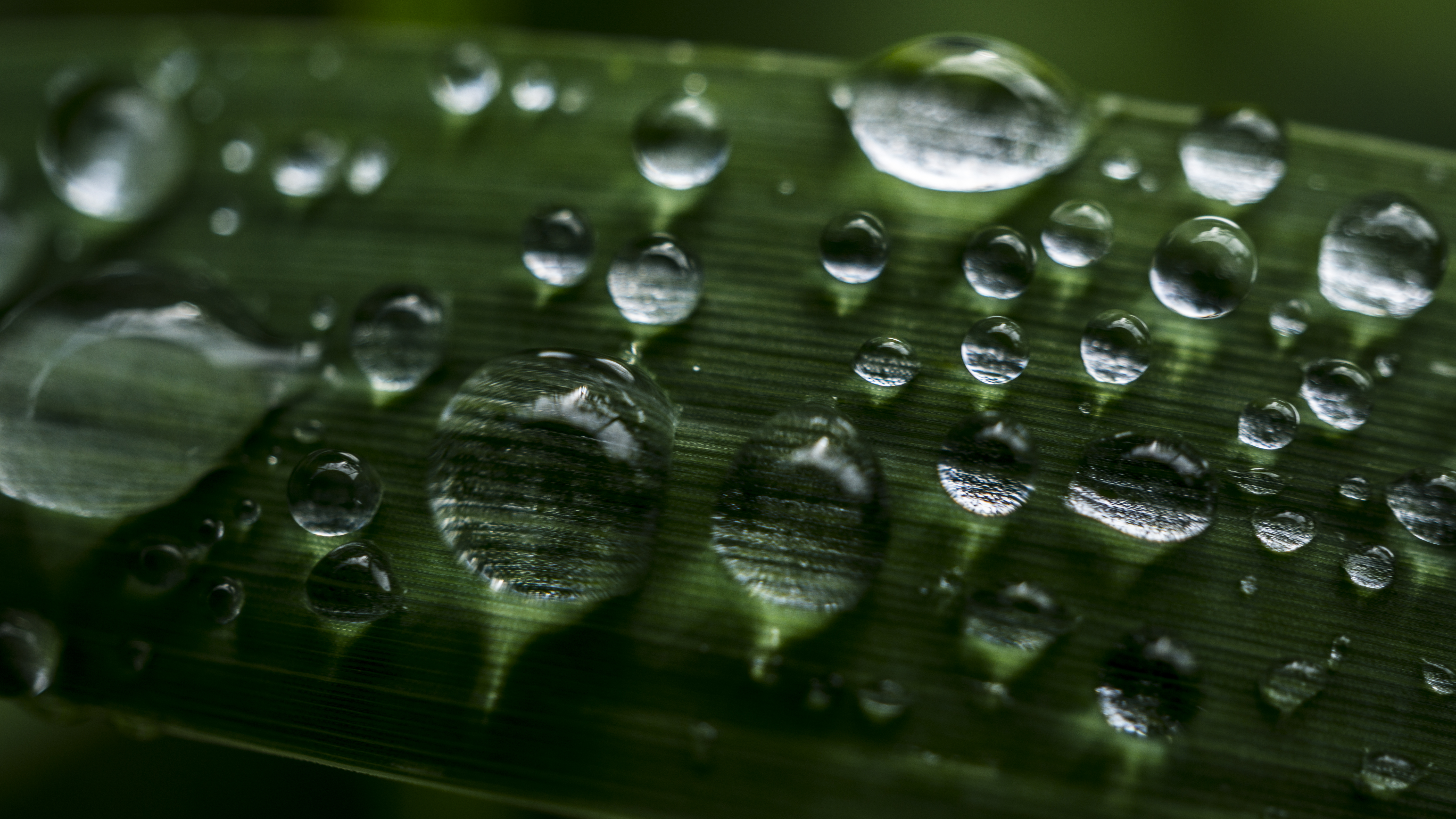General 6000x3376 green water drops grass macro photography nature plants