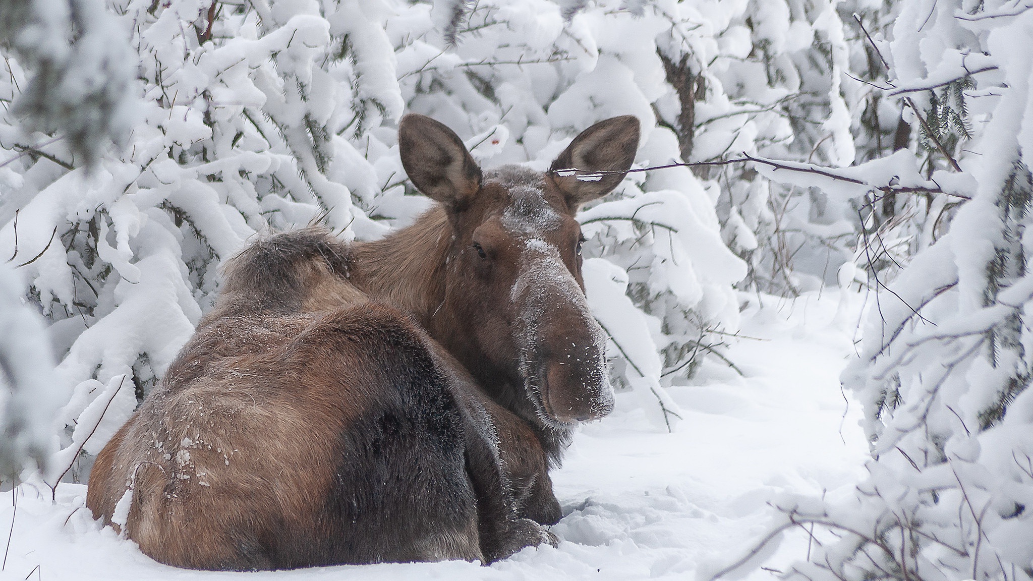 General 2048x1152 nature winter cold outdoors mammals animals snow moose