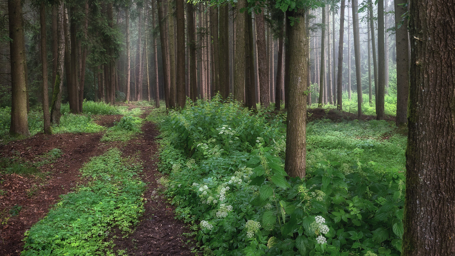 General 1920x1080 nature trees forest outdoors path