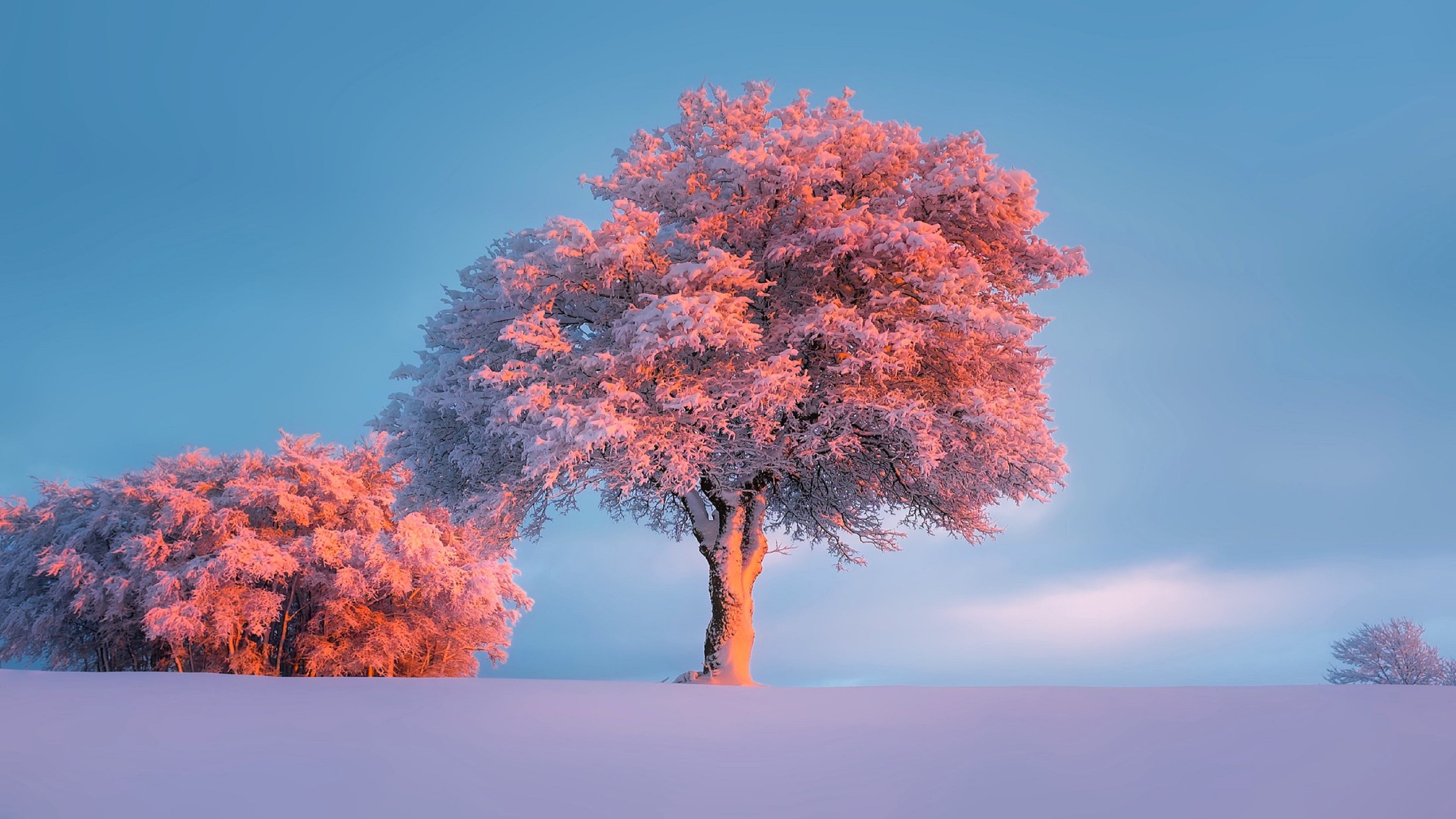 General 3840x2160 winter nature trees snow