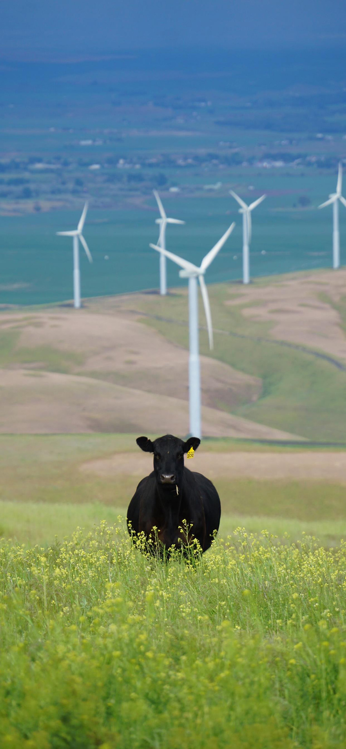 General 1125x2436 cow animals wind turbine wind farm