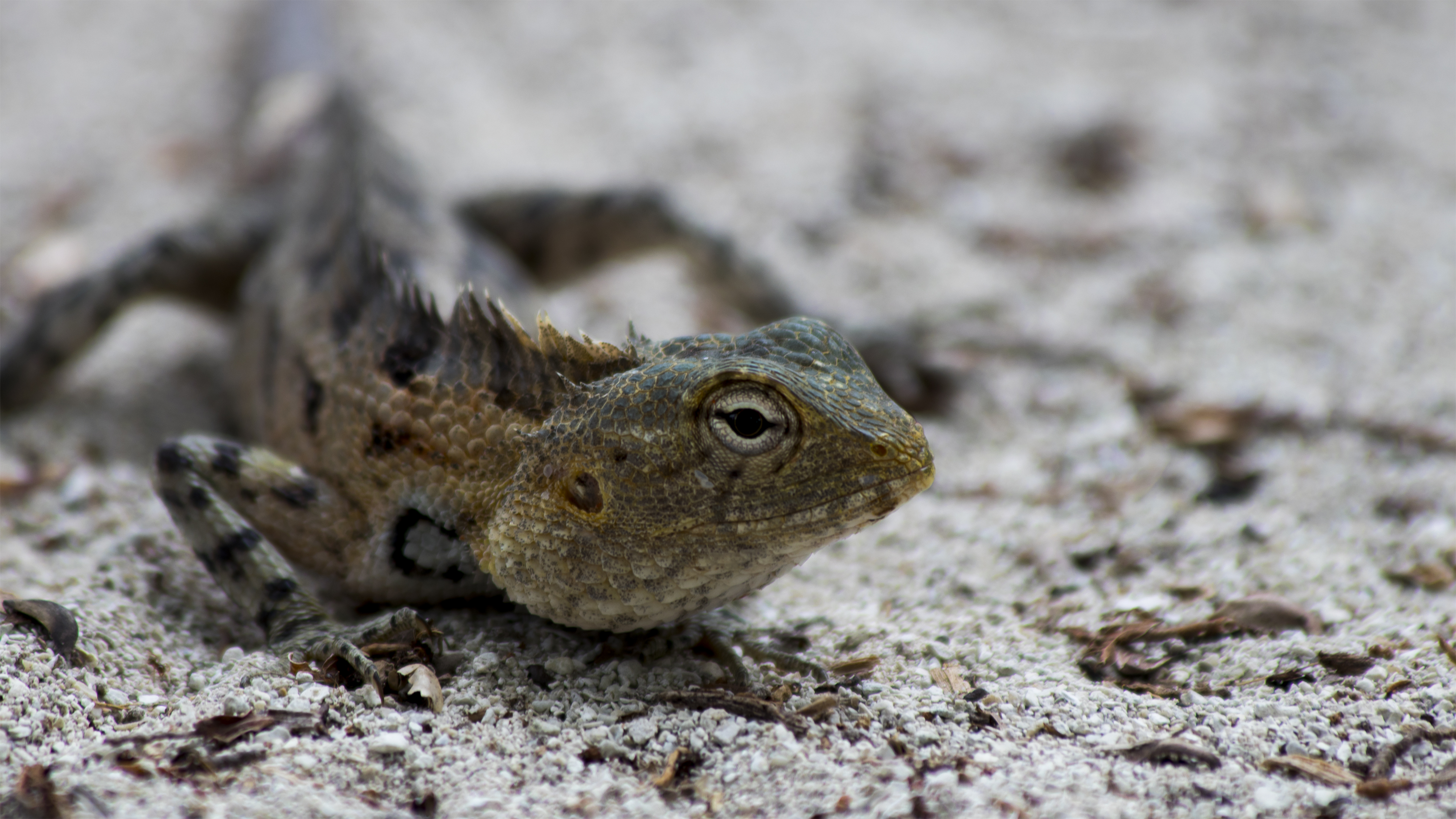 General 3840x2160 lizards reptile animal eyes Maldives closeup animals reptiles