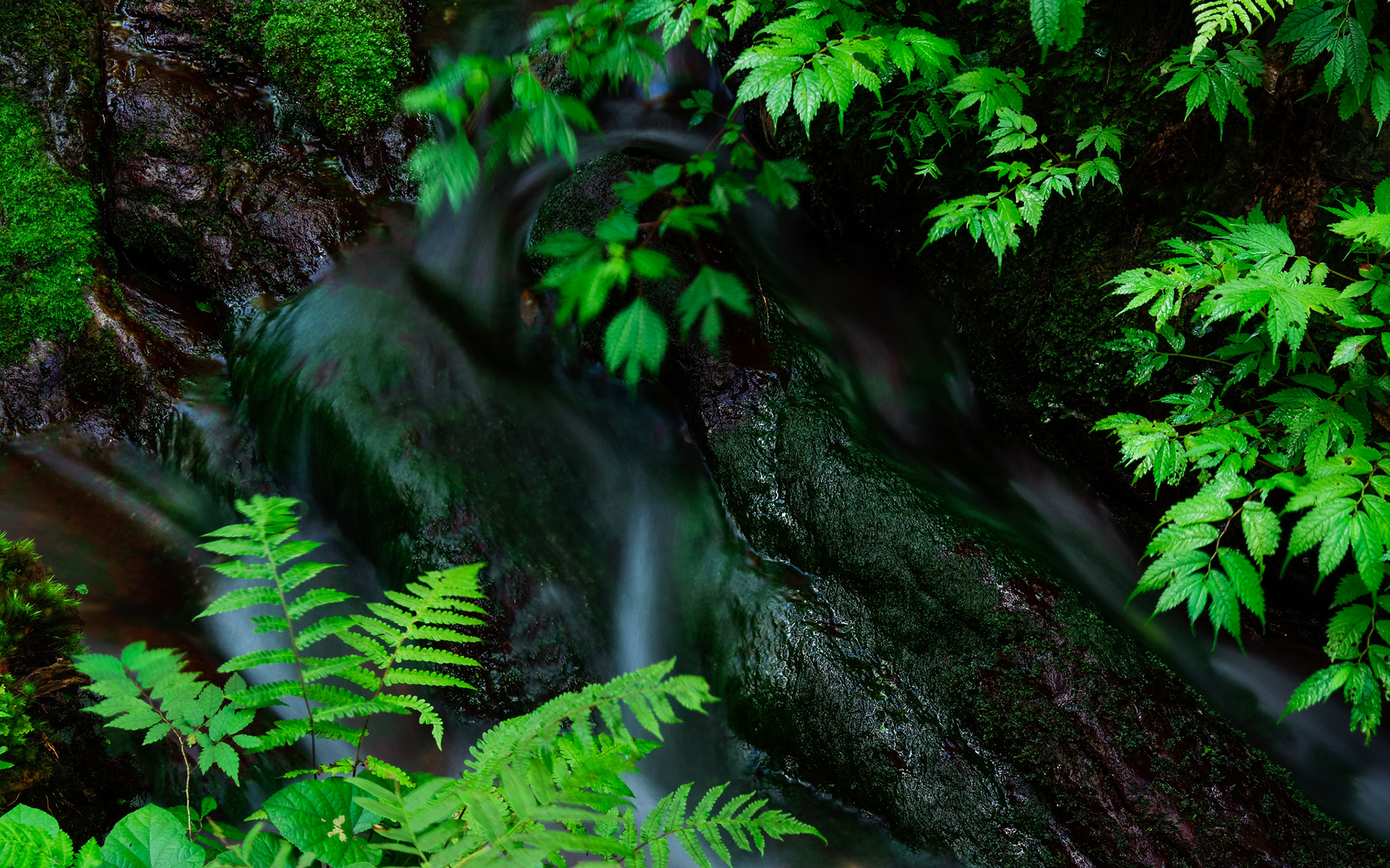 General 1920x1200 stream green leaves ferns wet top view moss nature
