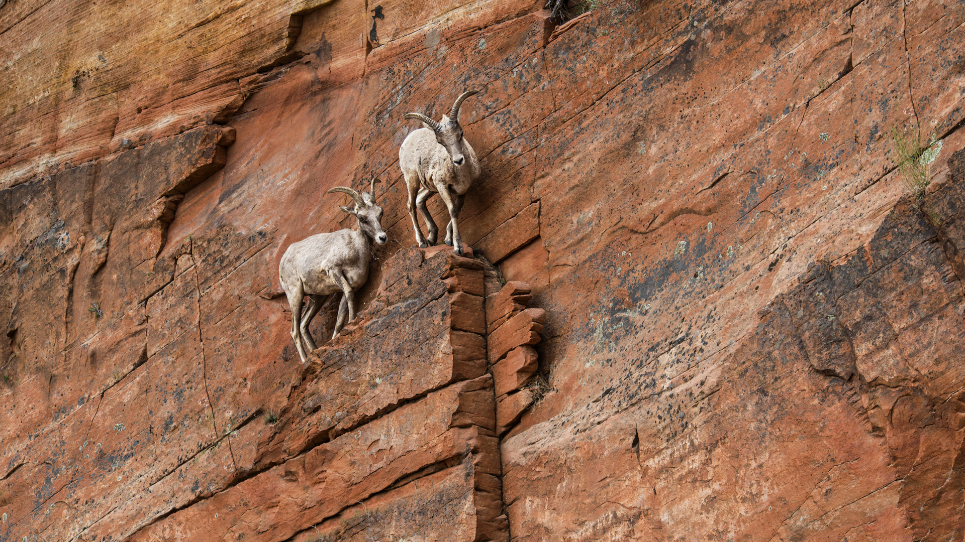 General 1920x1080 rocks ibex rock climbing rock formation canyon Zion National Park Utah USA mammals