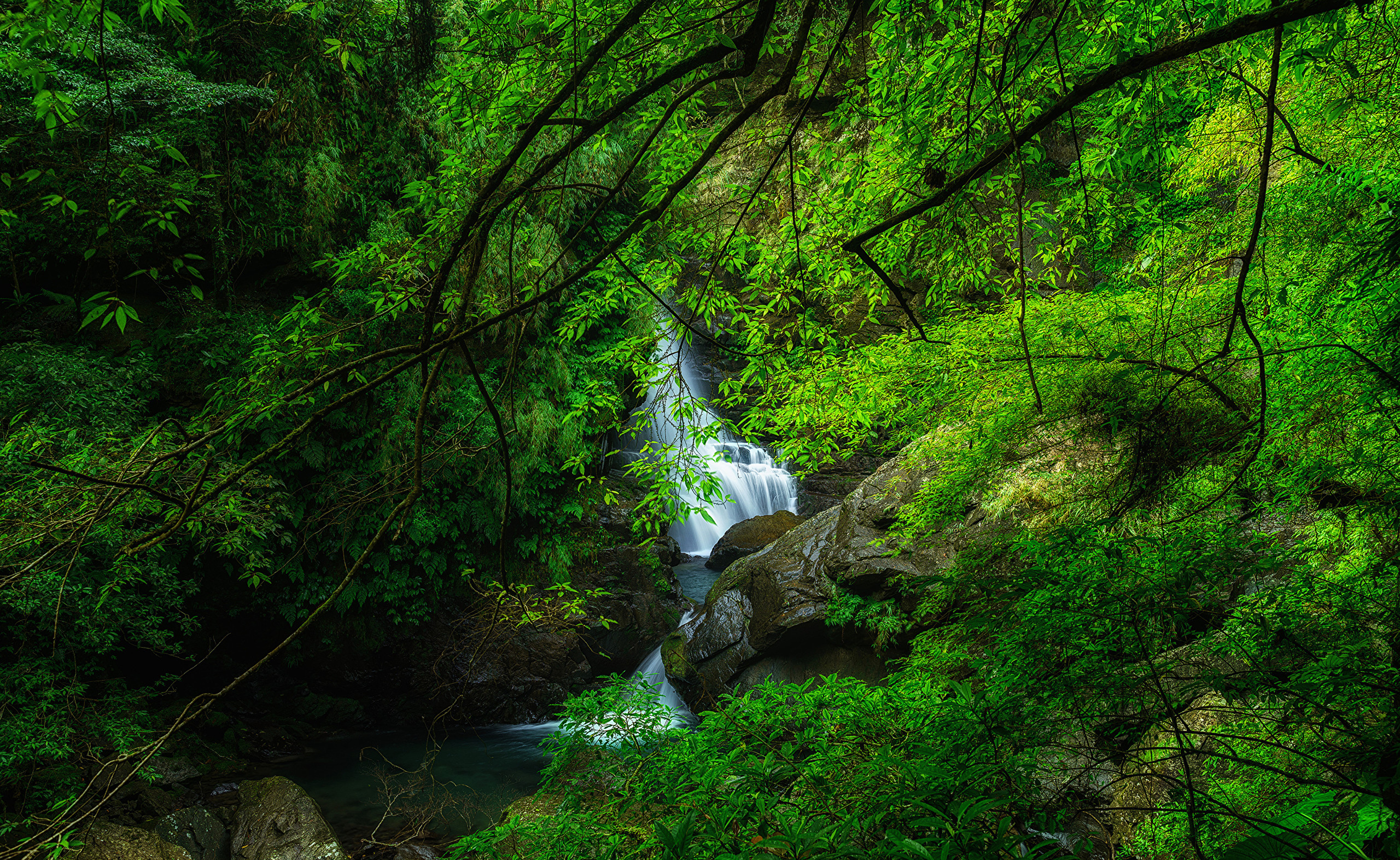 General 2560x1572 nature landscape forest Taiwan Manyueyuan Forest waterfall rocks branch leaves
