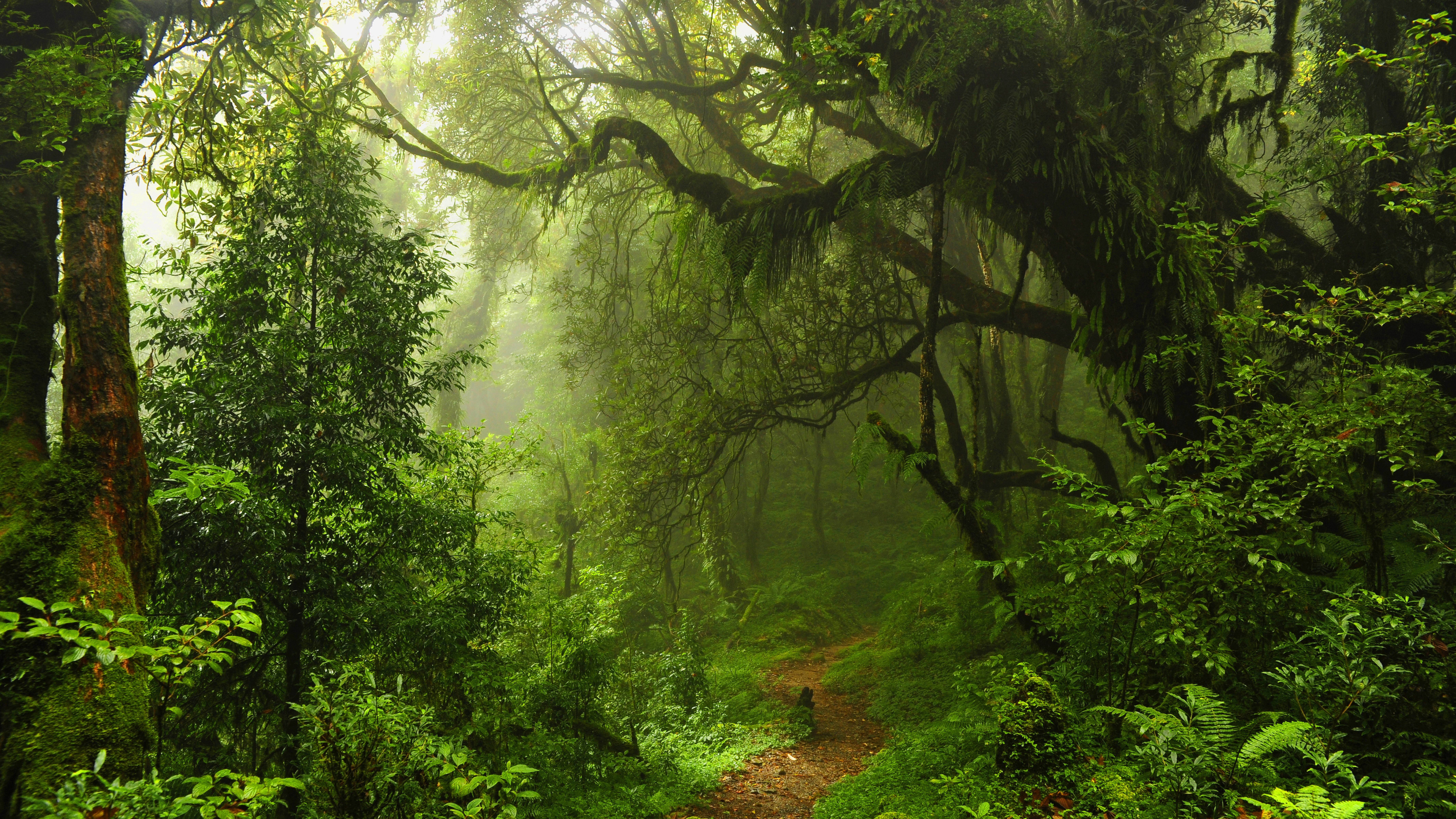 General 3840x2160 forest trees nature mist plants landscape green path