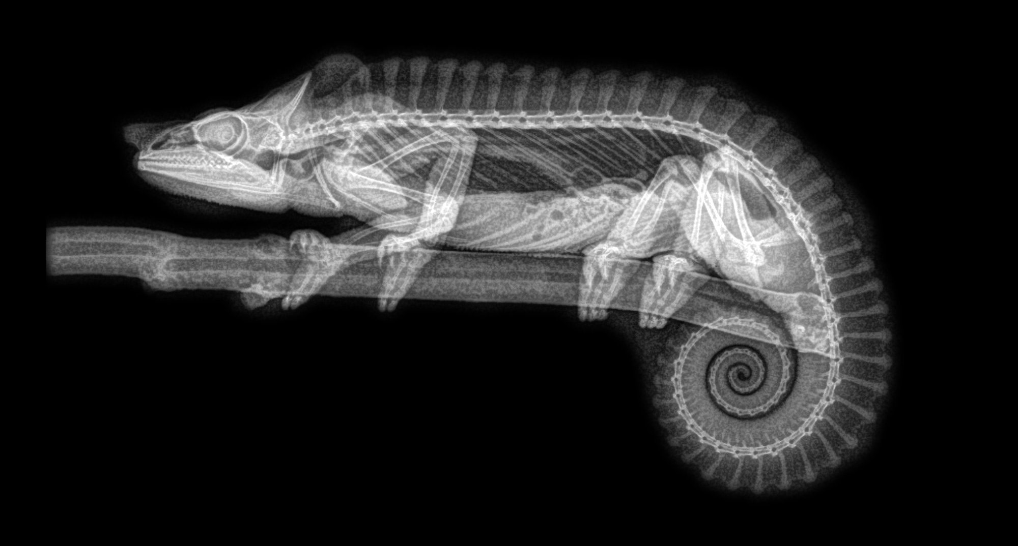 General 2000x1074 nature animals black background branch chameleons x-rays monochrome spine bones transparency