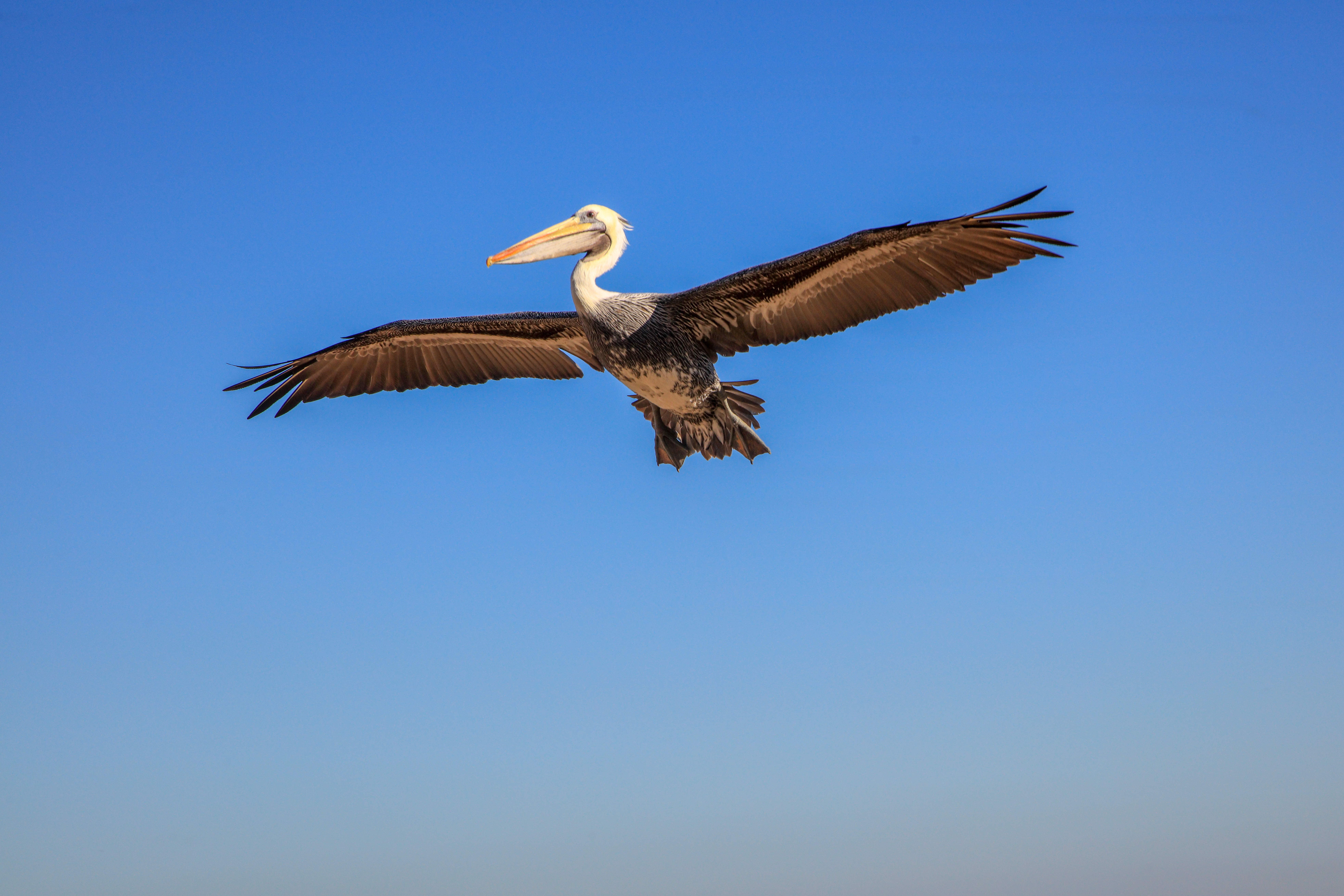 General 7855x5237 animals birds flying pelicans simple background