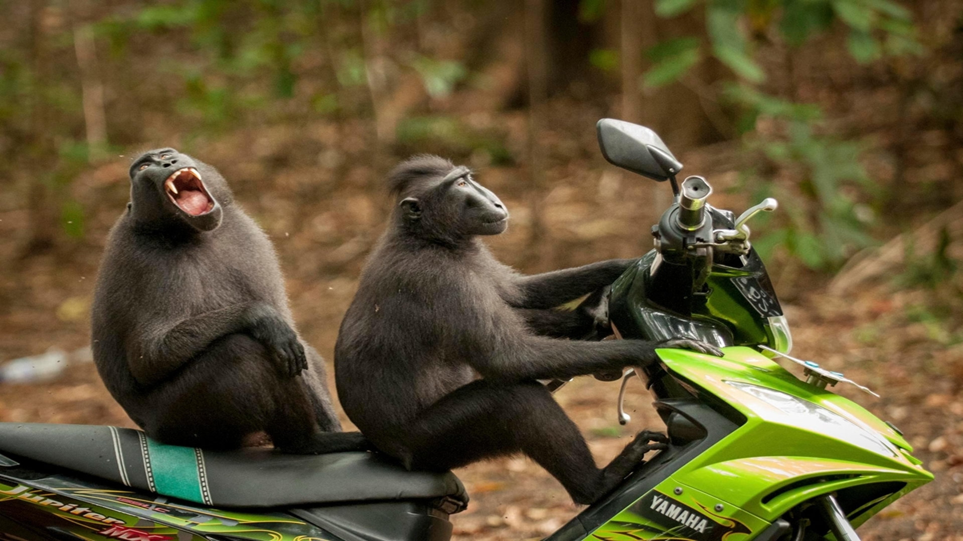 General 1920x1080 nature animals depth of field humor muzzles motorcycle macaques Indonesia profile side view open mouth scooters Yamaha Japanese motorcycles