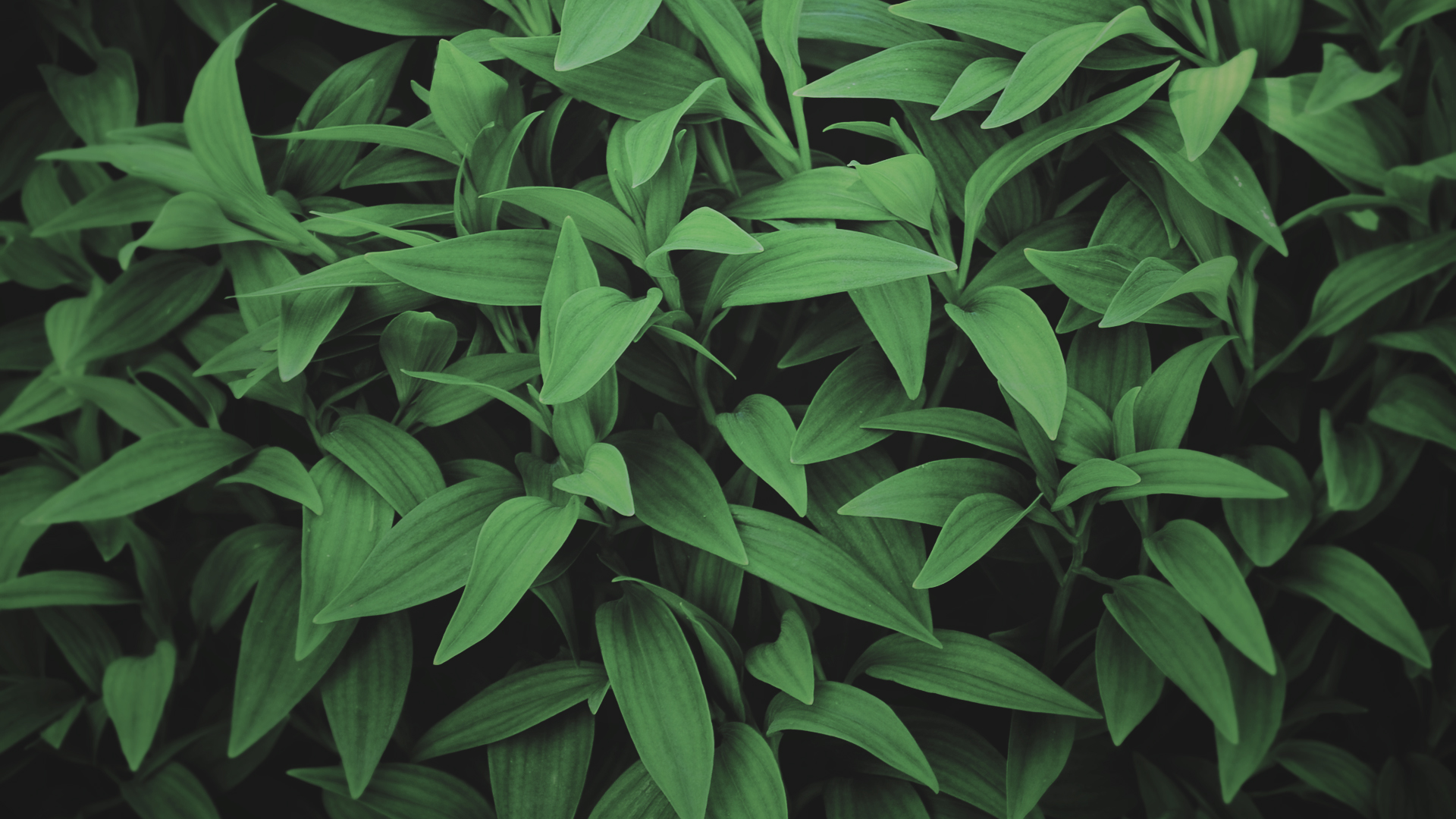 General 1920x1080 plants leaves green nature