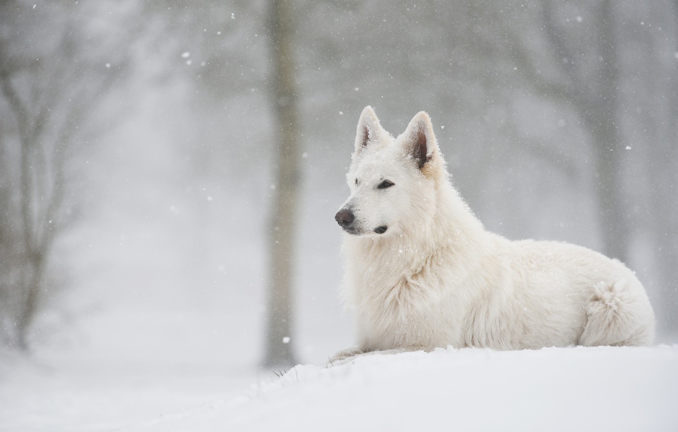 General 1332x850 dog white snow forest