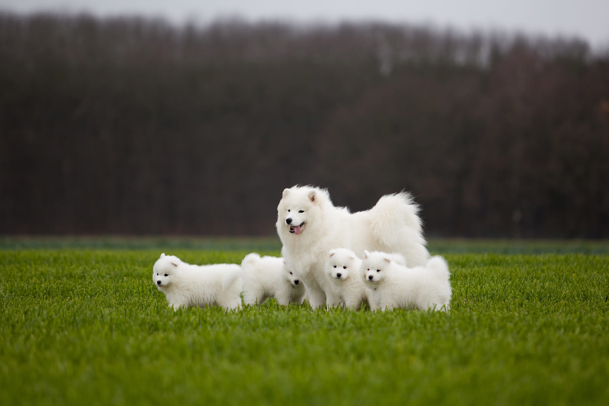 General 2000x1334 dog animals white Samoyed