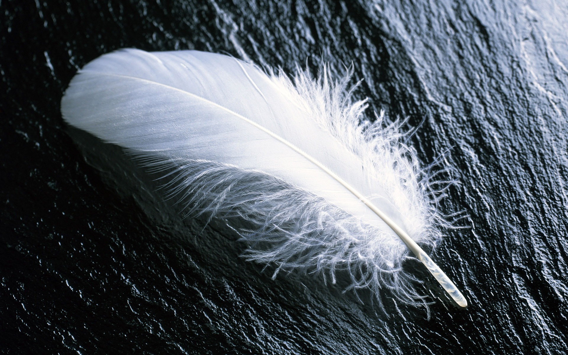 General 1920x1200 white feathers black stones