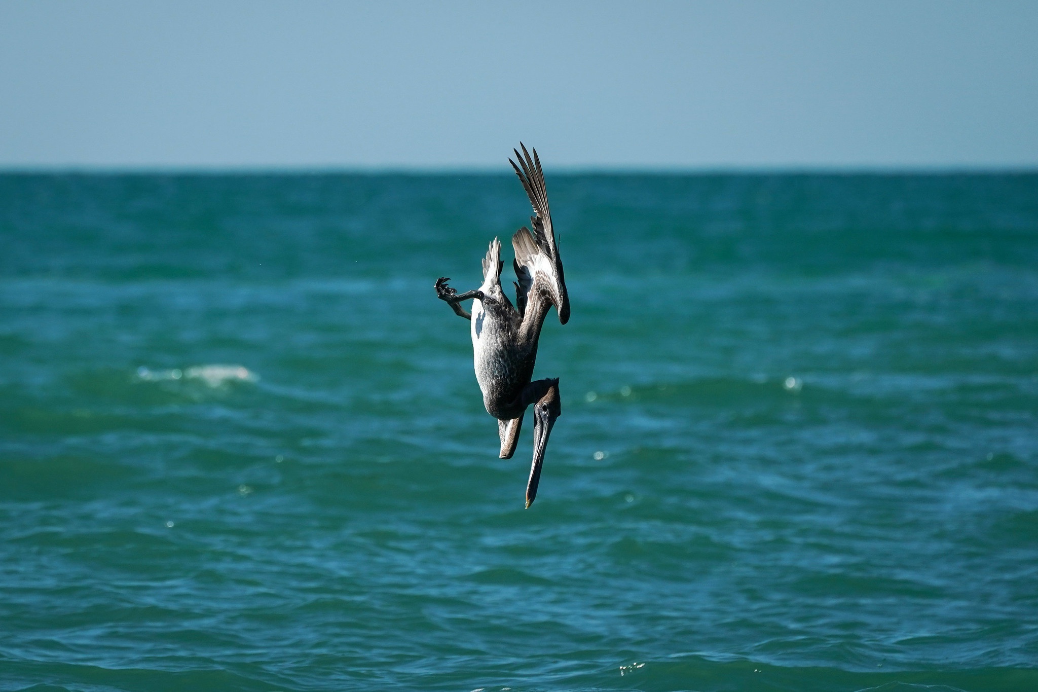 General 2048x1365 sea nature animals birds