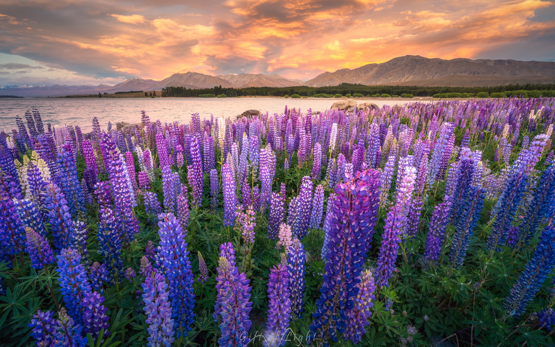 General 1920x1200 nature lavender field sunset