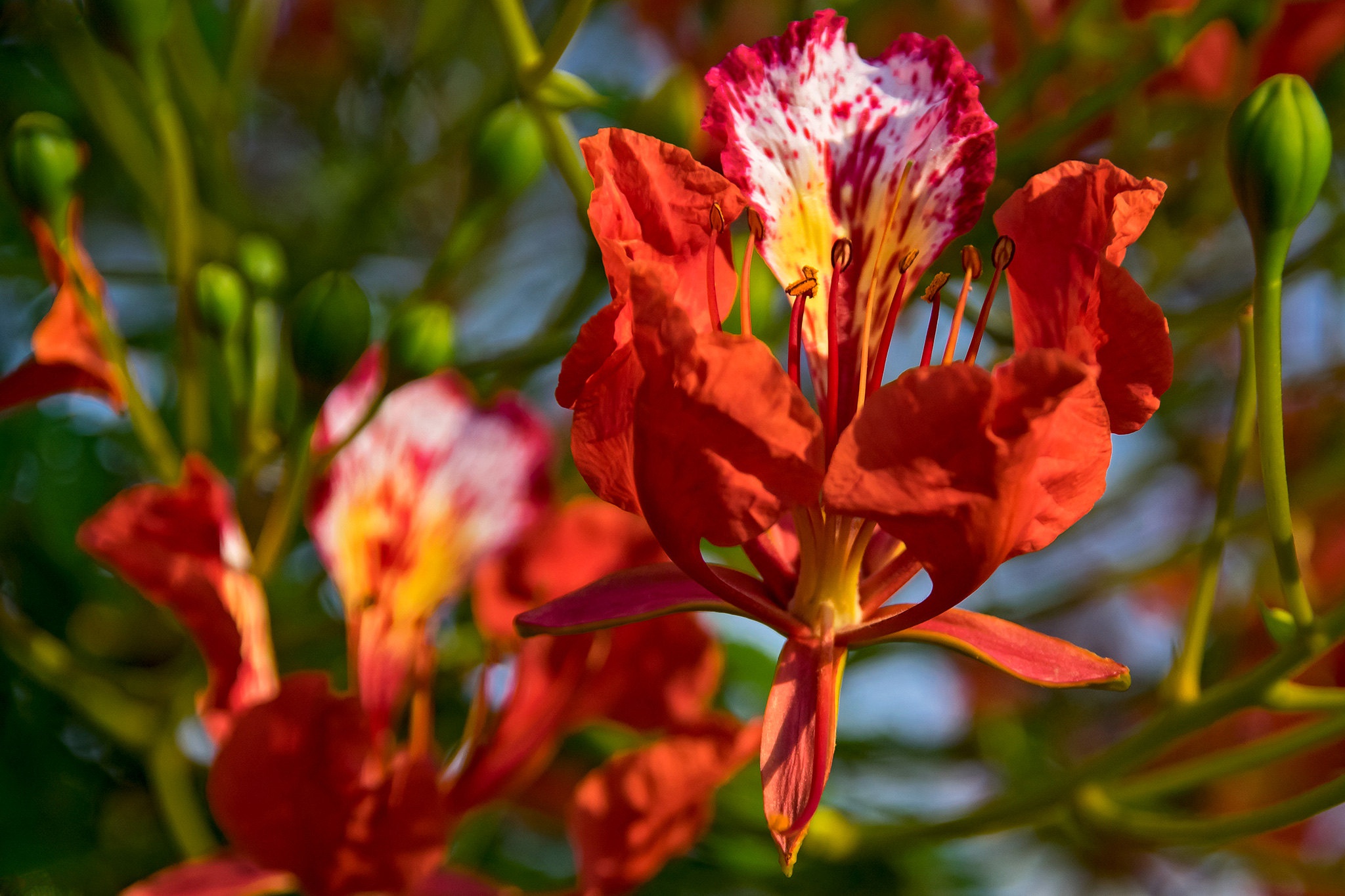 General 2048x1365 flowers plants red flowers