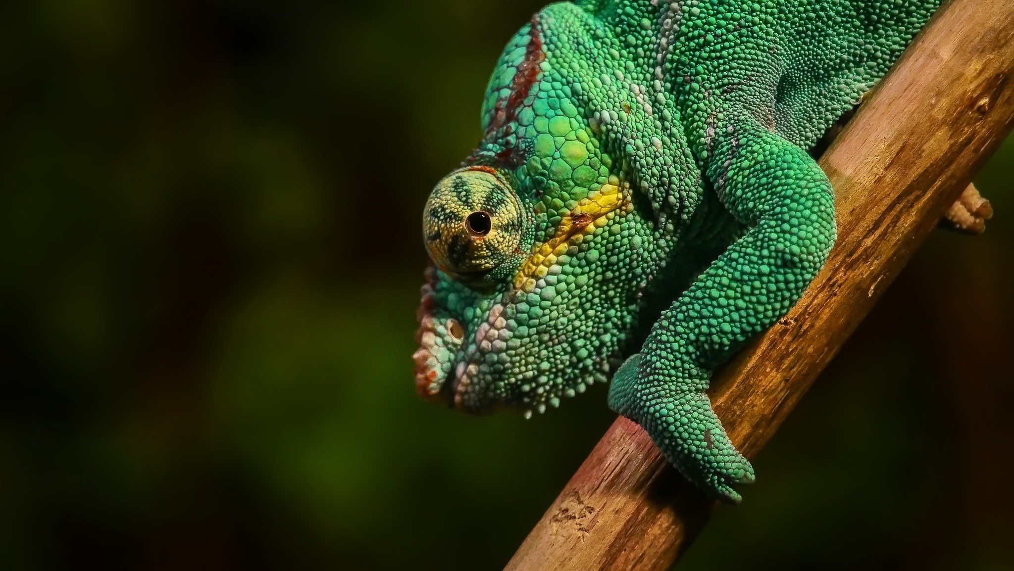 General 2048x1154 animals chameleons colorful macro green