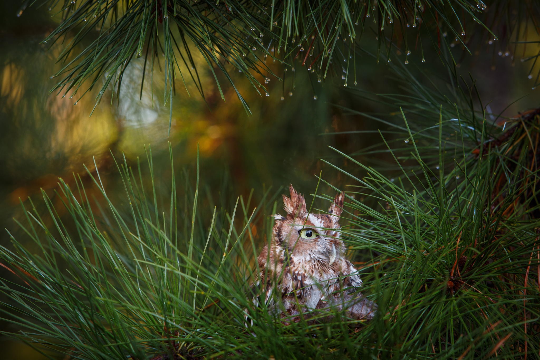 General 2048x1365 animals forest birds owl wet pine trees green water drops