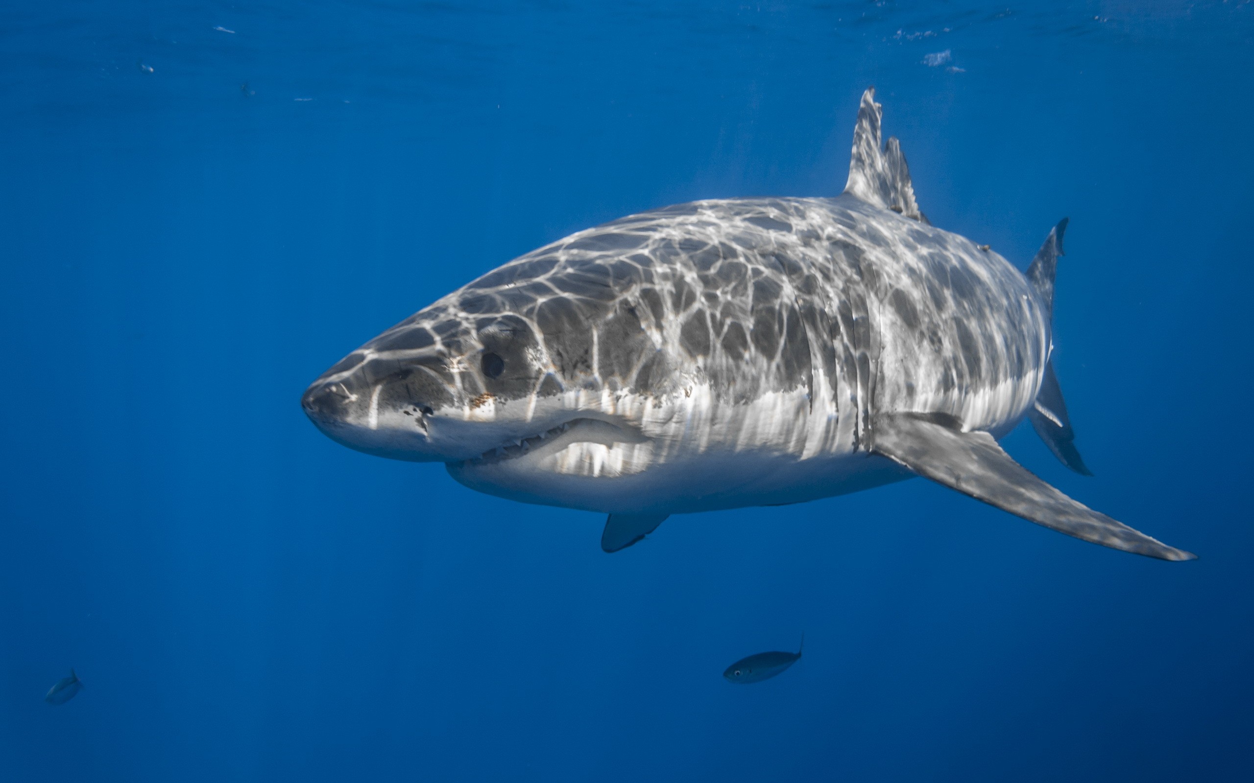 General 2560x1600 animals shark underwater fish