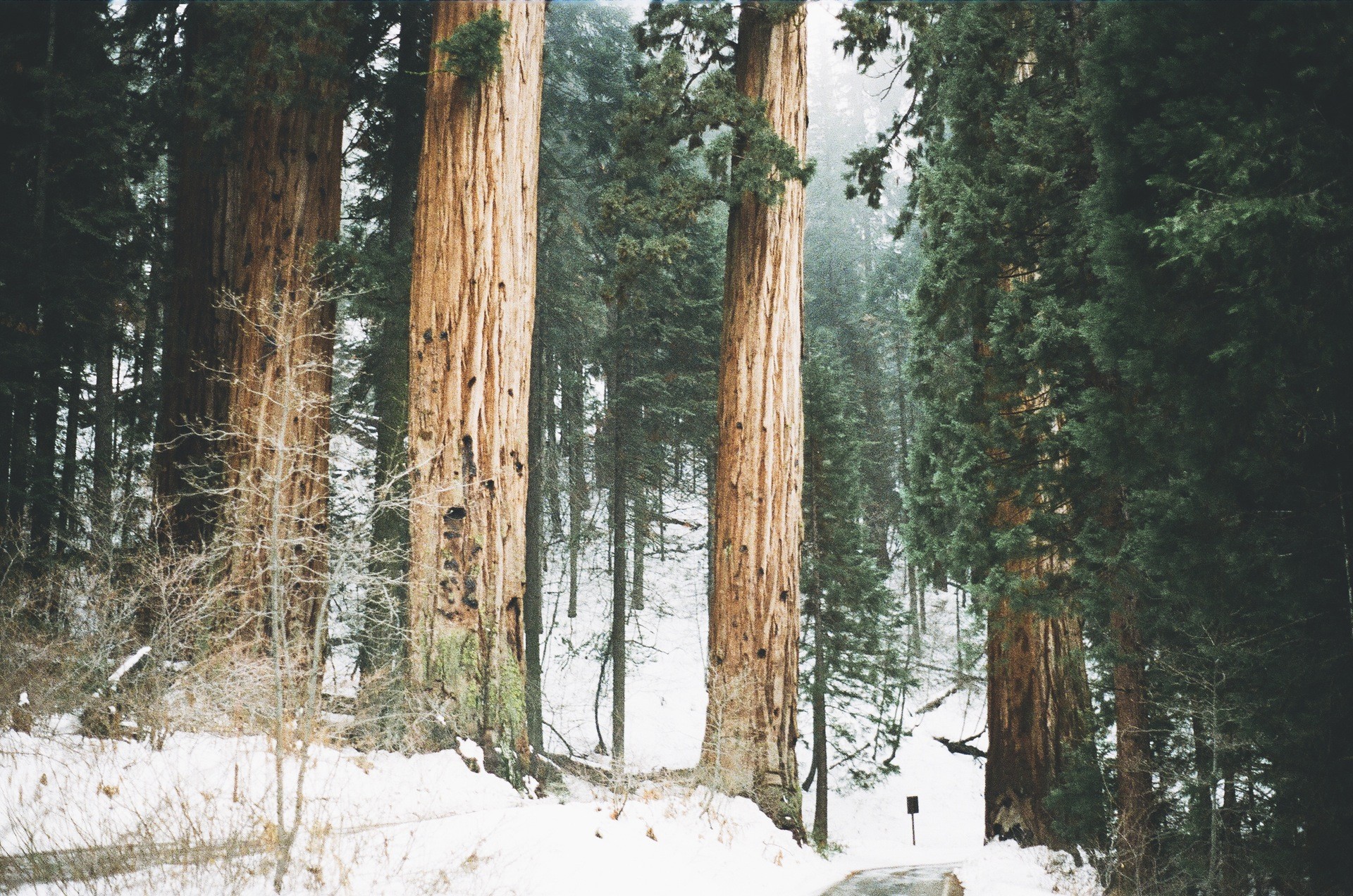 General 1920x1272 winter landscape trees nature