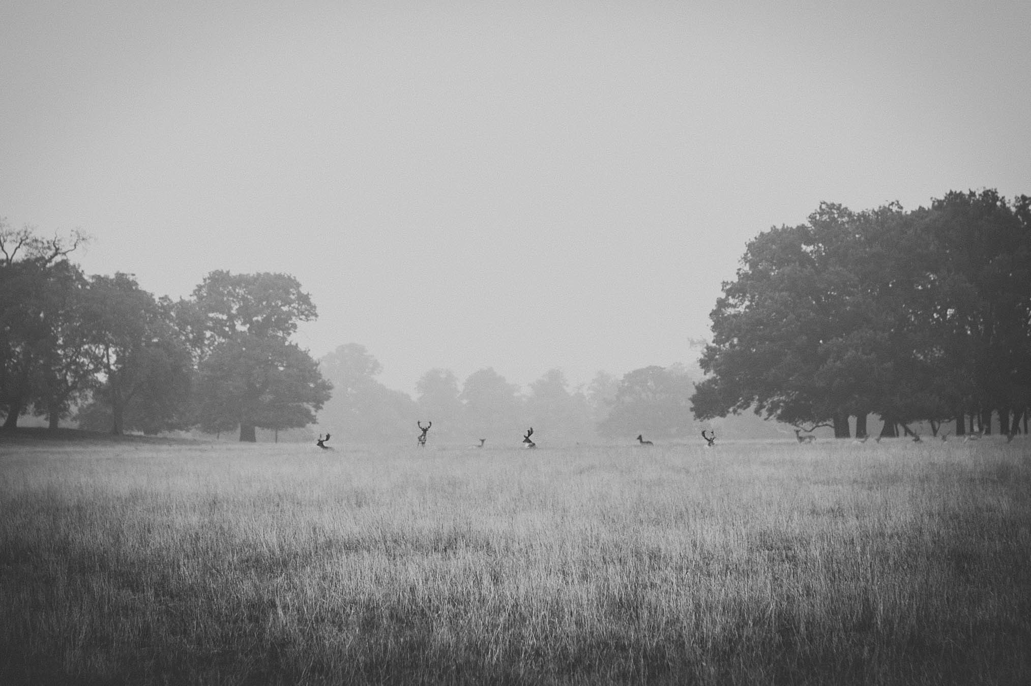 General 2027x1349 monochrome animals landscape deer field mist trees gray nature grass stags antlers