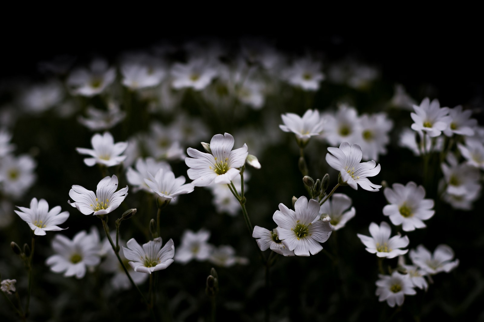General 1600x1066 photography nature macro flowers white flowers dark artificial lights plants