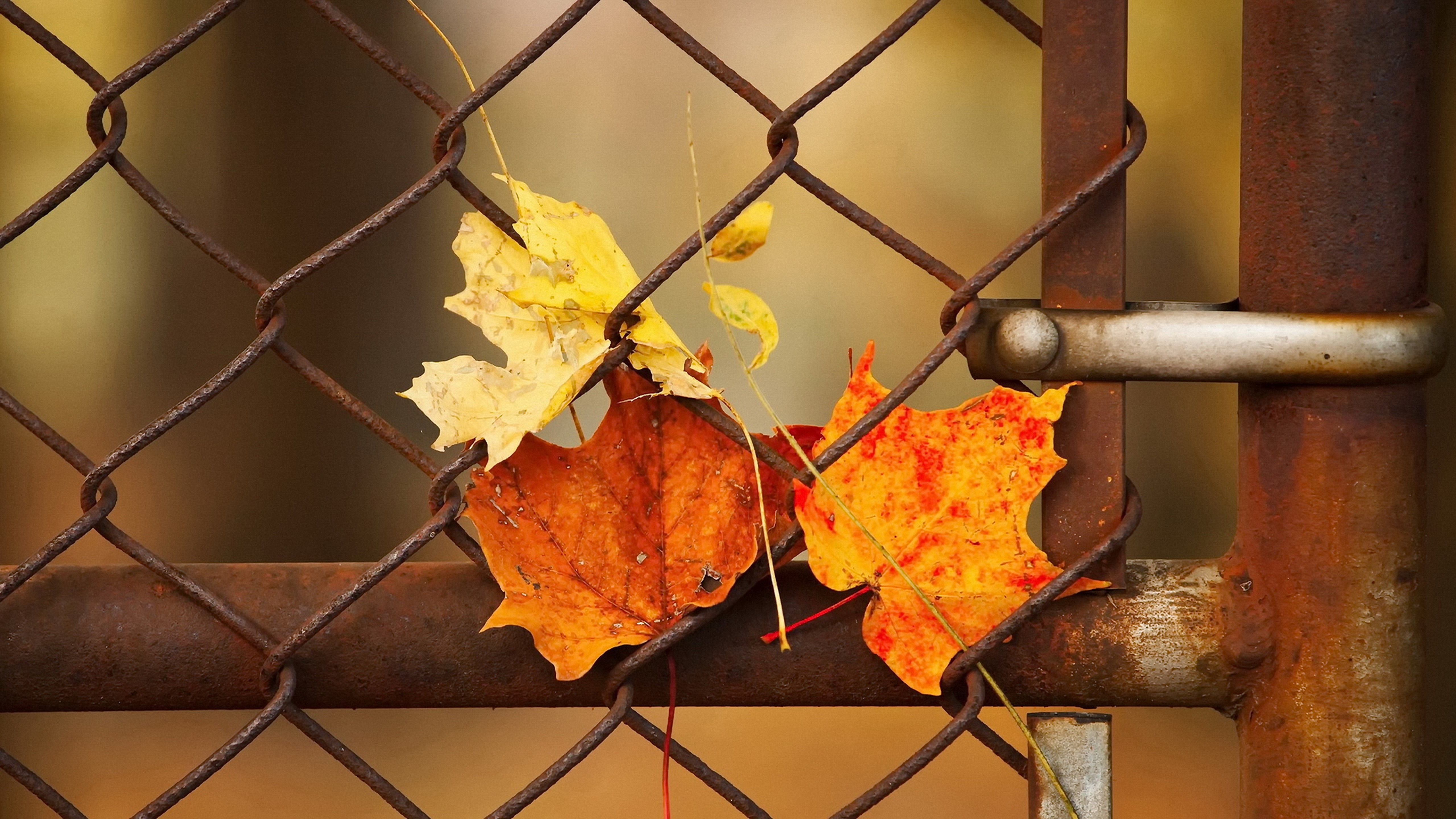 General 5120x2880 leaves rust metal fence outdoors fallen leaves closeup