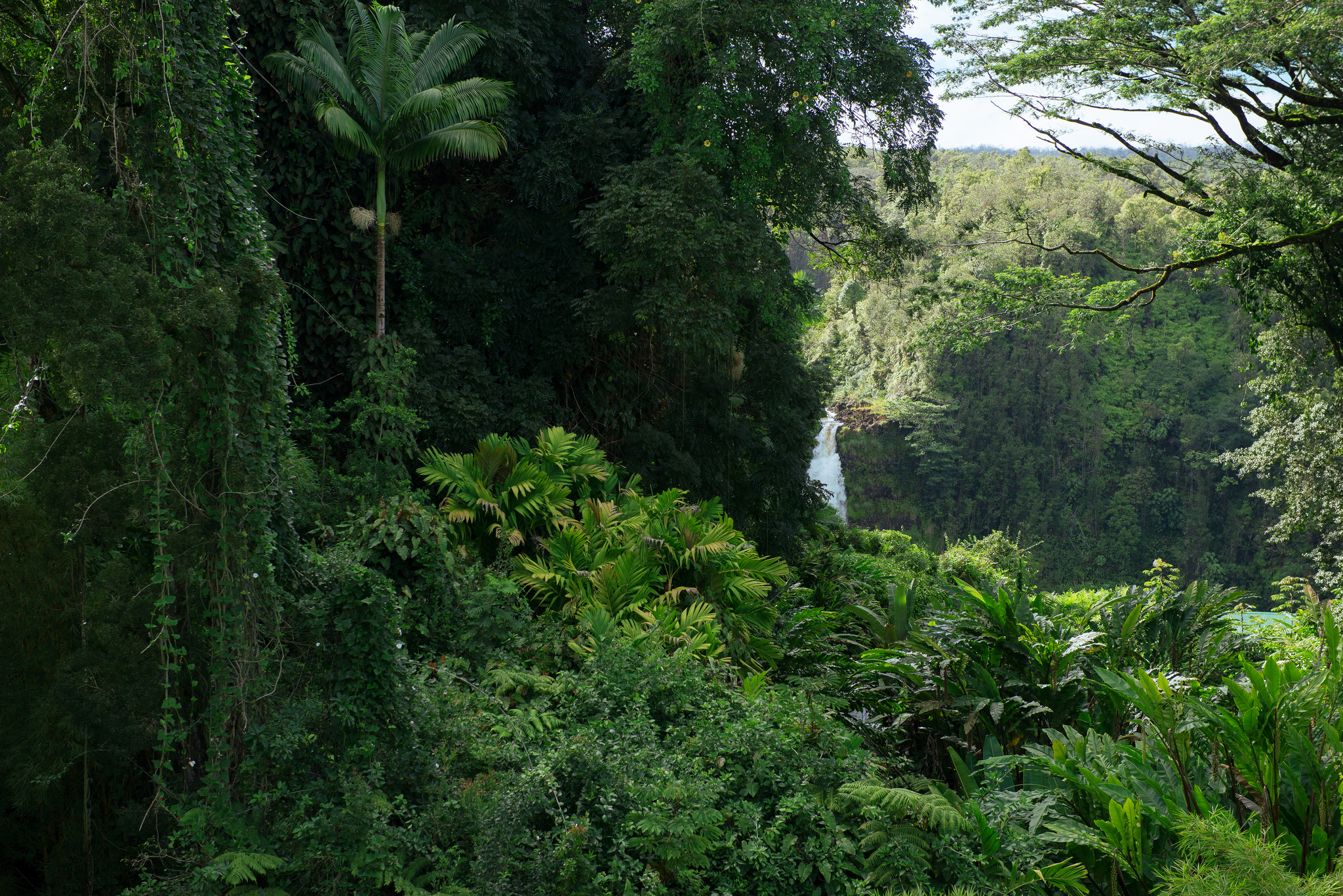 Джангл фото. Чунцин тропические джунгли. Влажные листопадные тропические леса Африки. Полувечнозеленые тропические леса. Сельва Гайана.