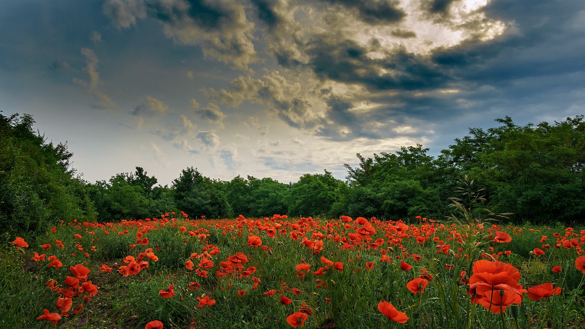 General 1920x1080 sky flowers field red green blue nature clouds red flowers poppies