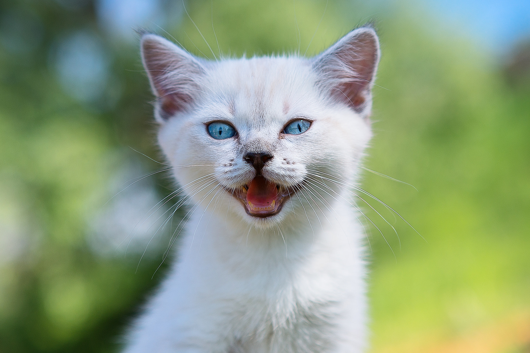 General 2048x1366 cats blue eyes animals feline mammals closeup looking at viewer fur open mouth whiskers blurred blurry background